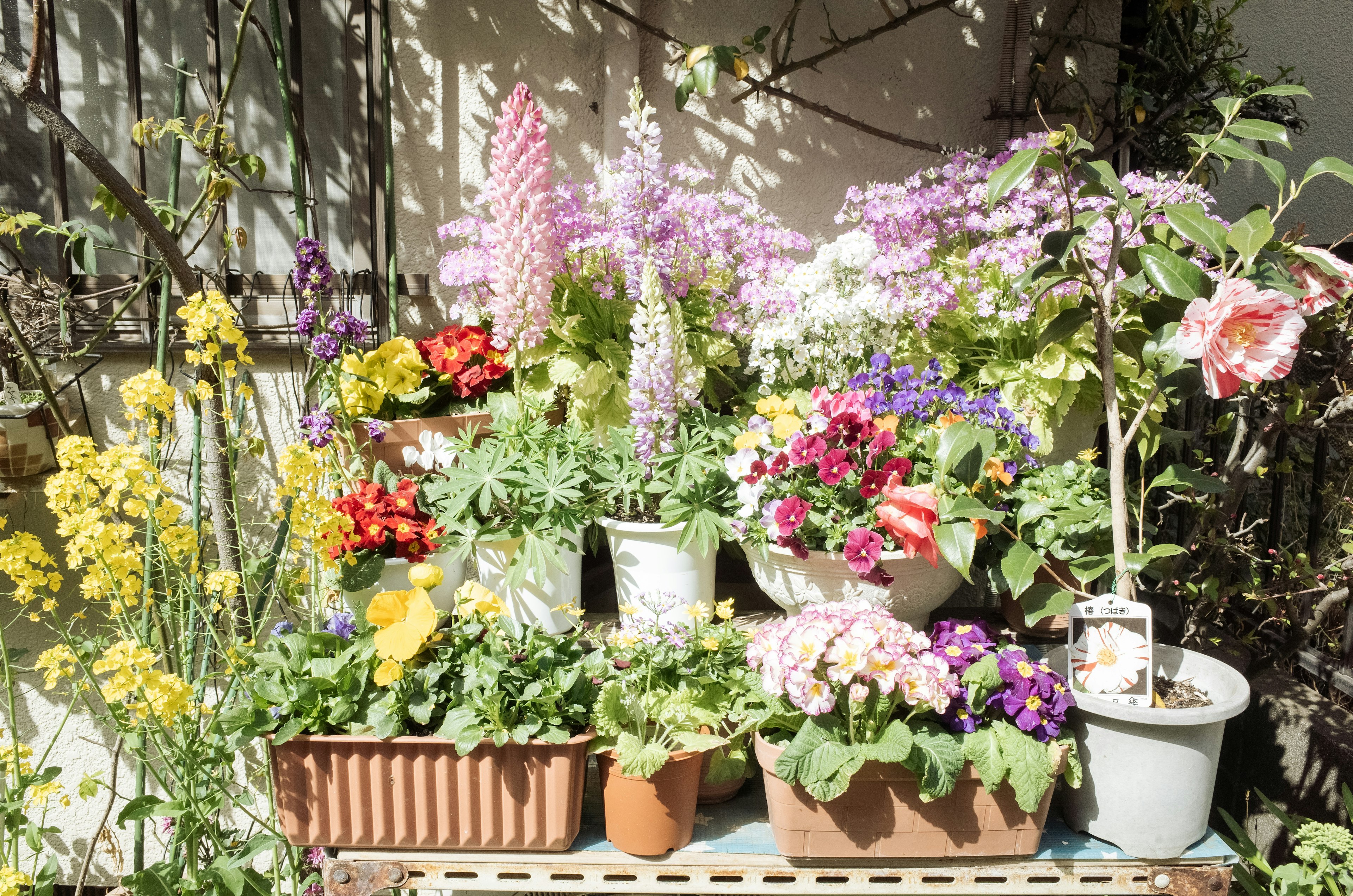 Bunte Blumenanordnung in Töpfen mit verschiedenen Blüten