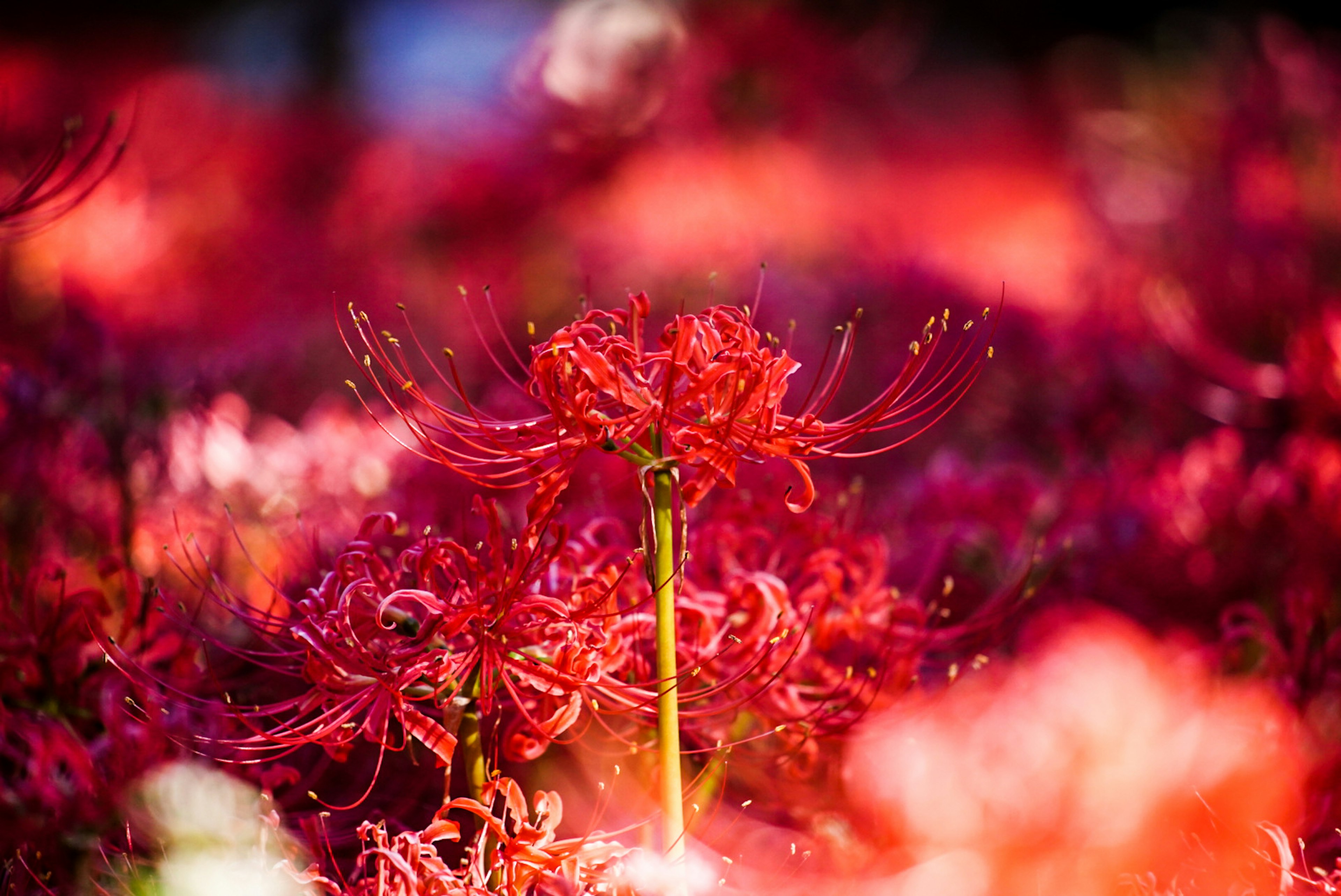 Ein lebhaftes Feld roter Spinnenlilien in voller Blüte