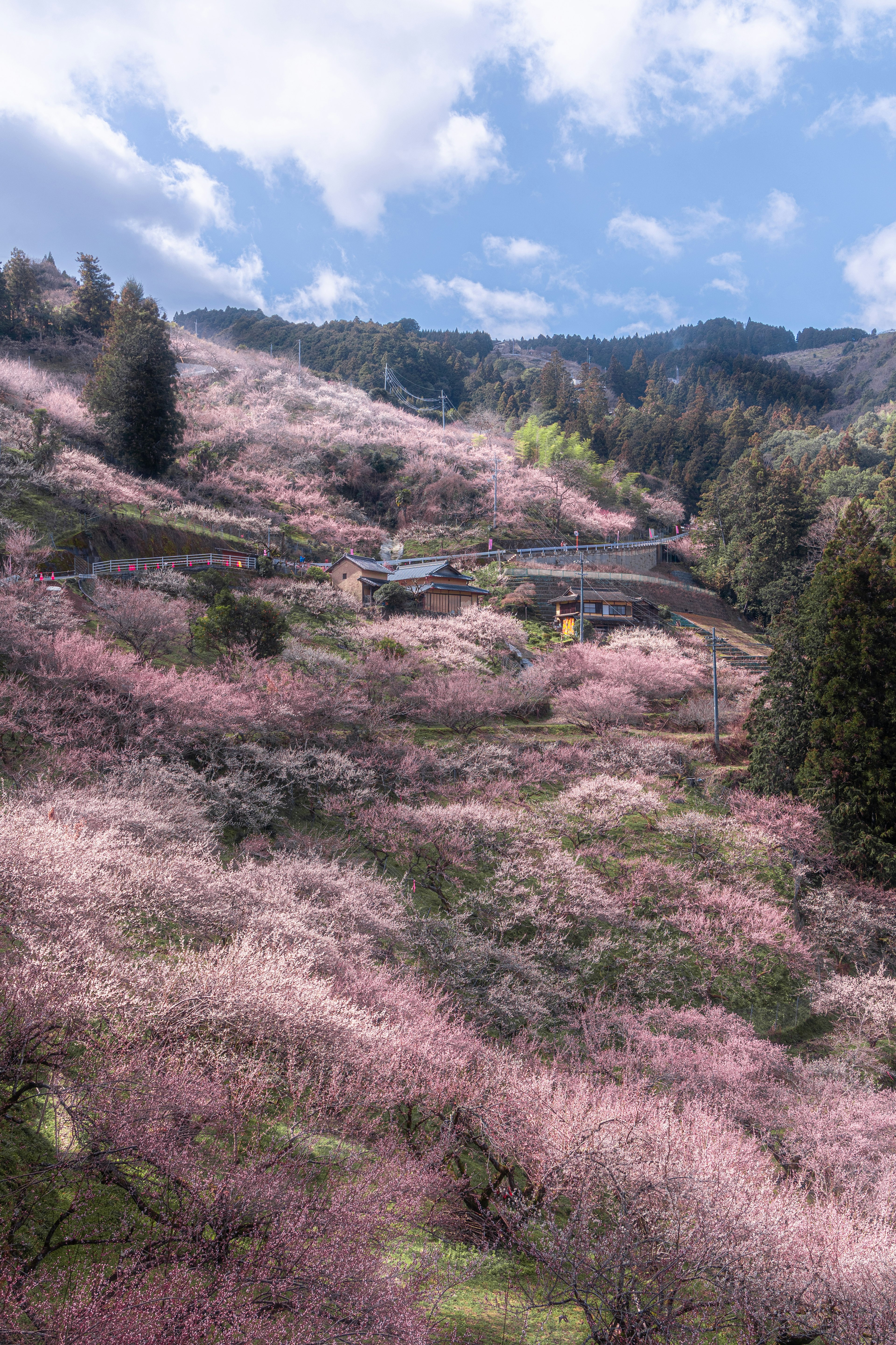 桜の花が咲き誇る山の風景と青空