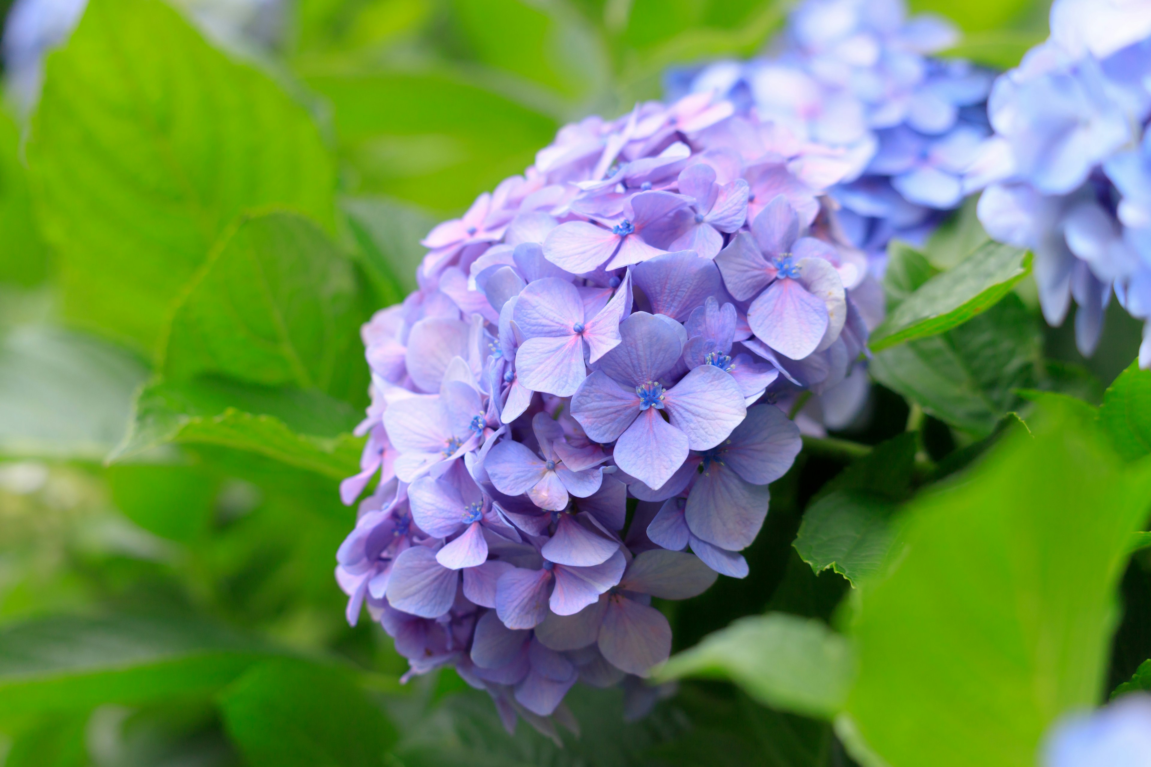 Flor de hortensia púrpura con hojas verdes