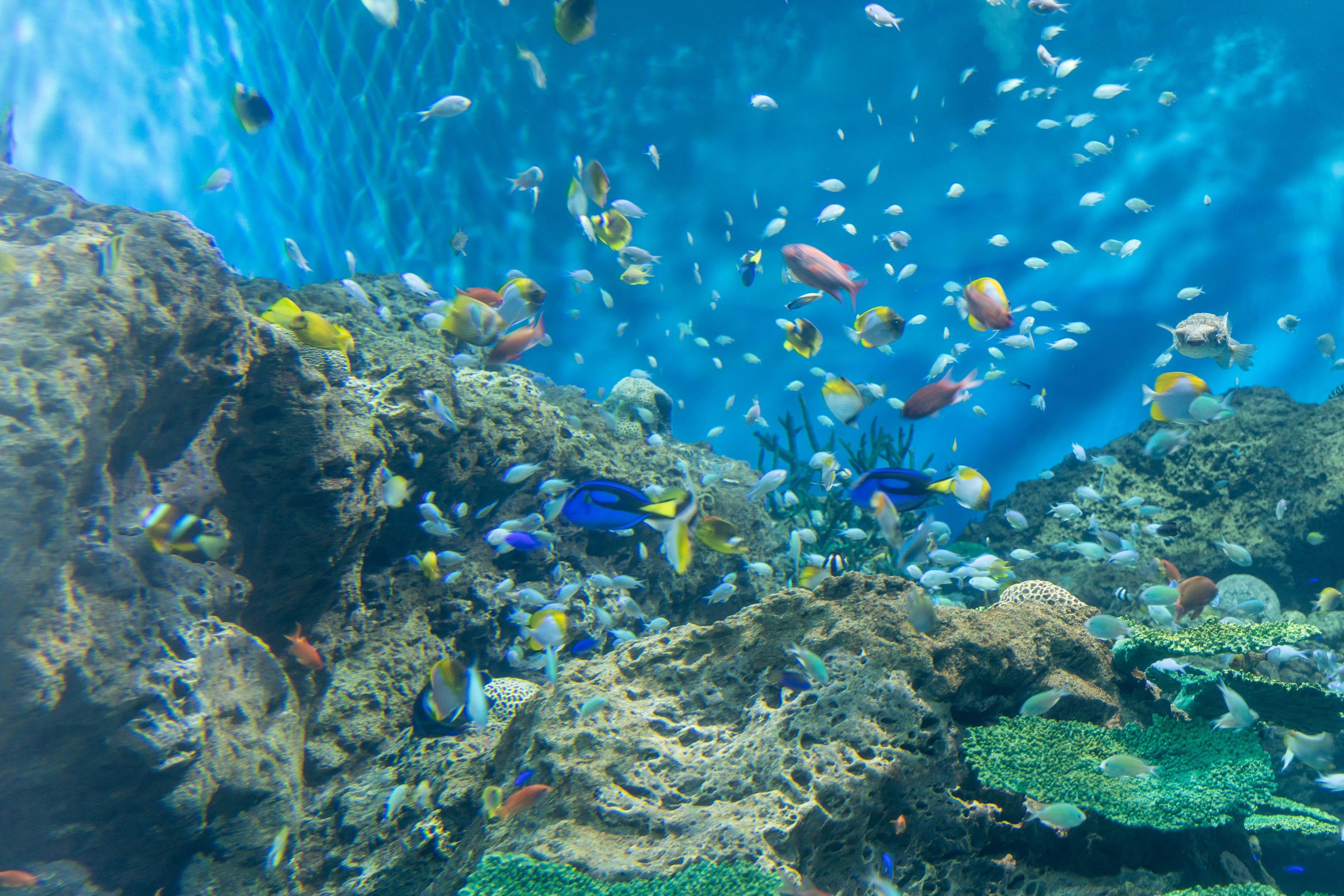 Scena subacquea con pesci colorati che nuotano in acqua blu