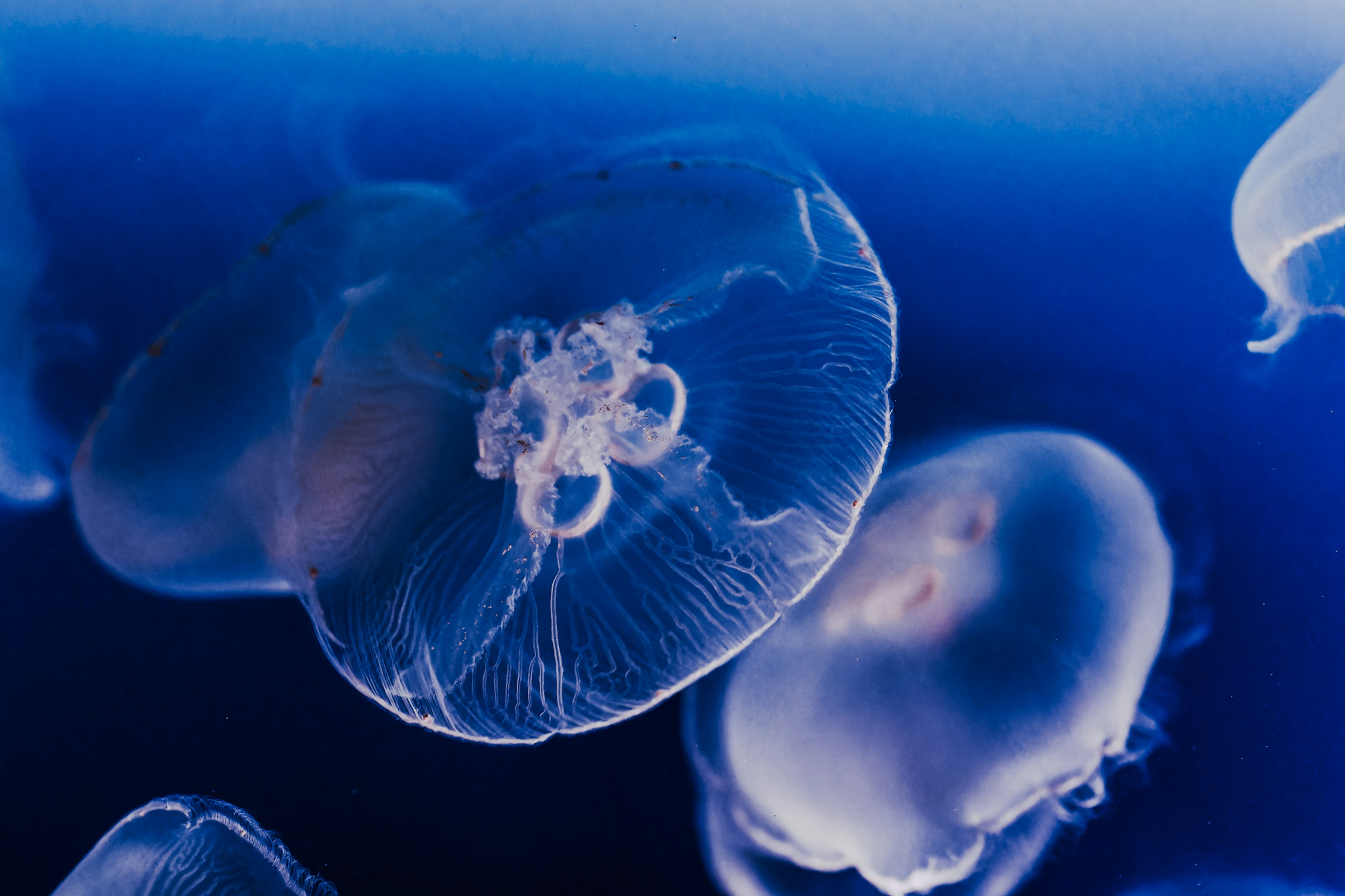 Primo piano di meduse che fluttuano su uno sfondo blu