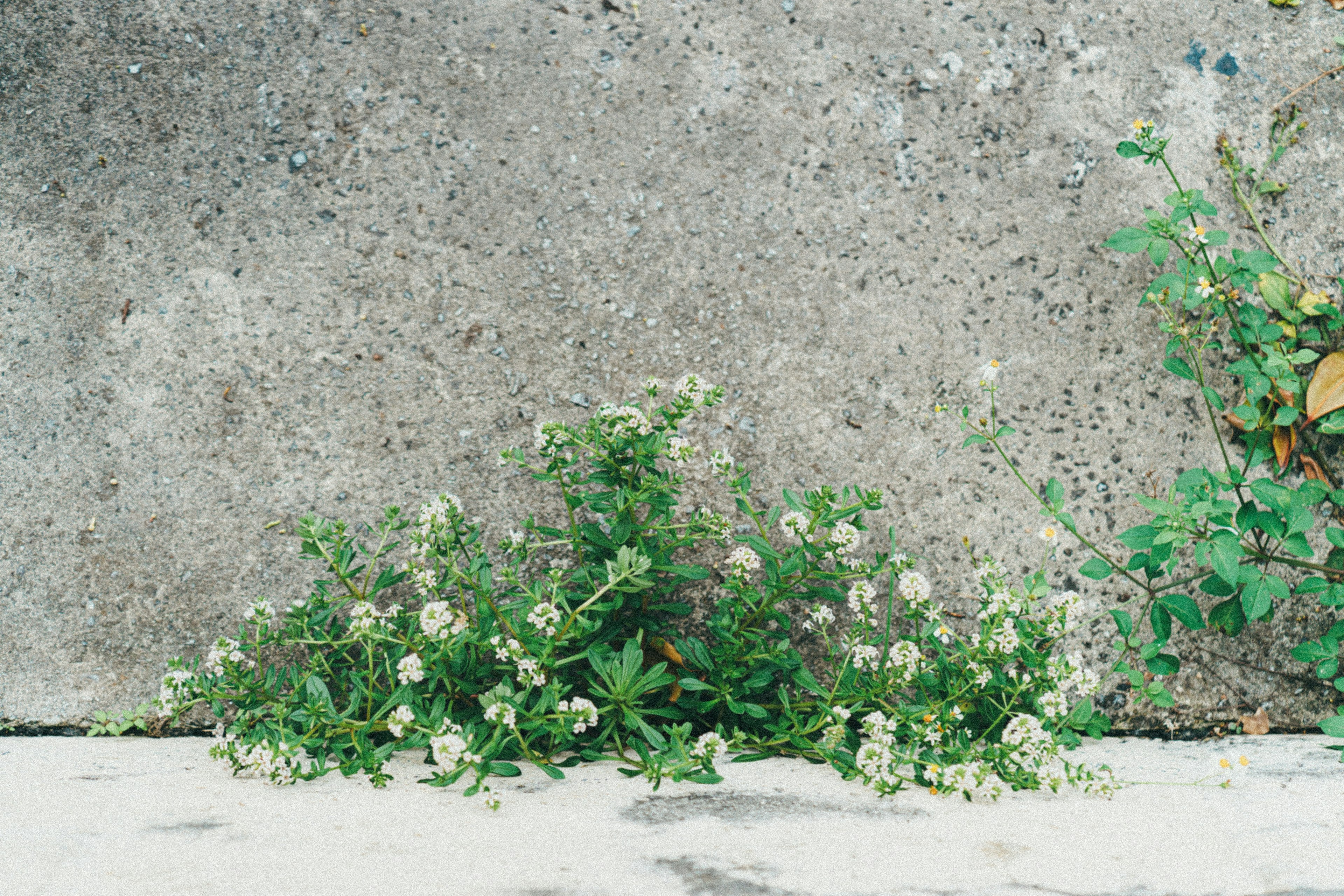 Green plants with white flowers growing along a concrete wall