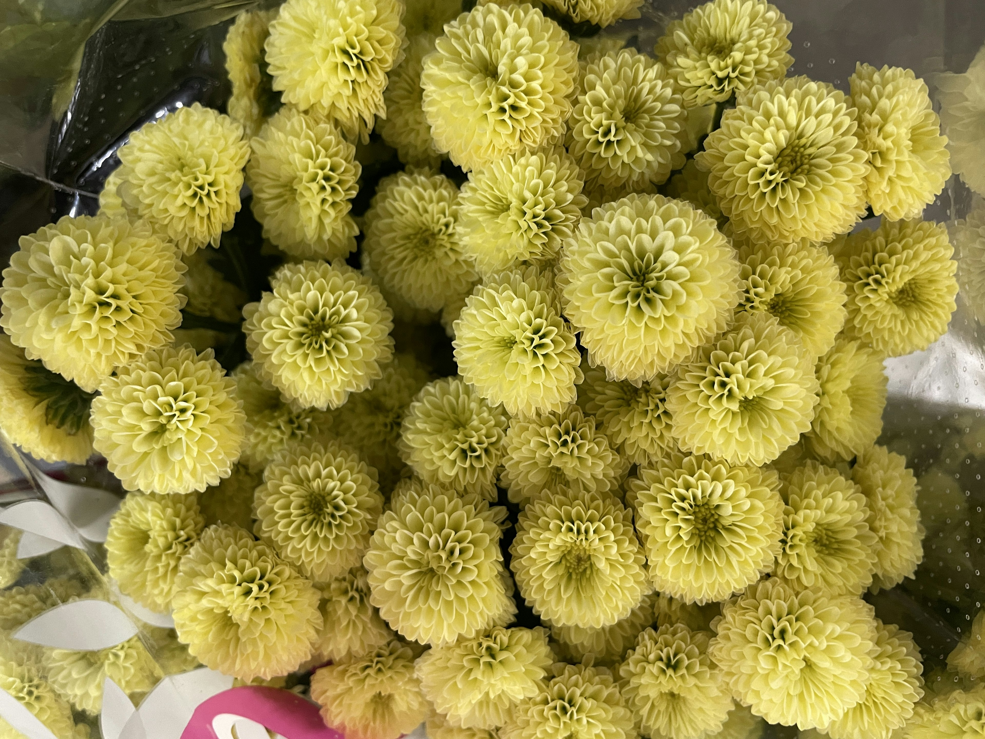 A vibrant bunch of yellow flowers arranged closely together