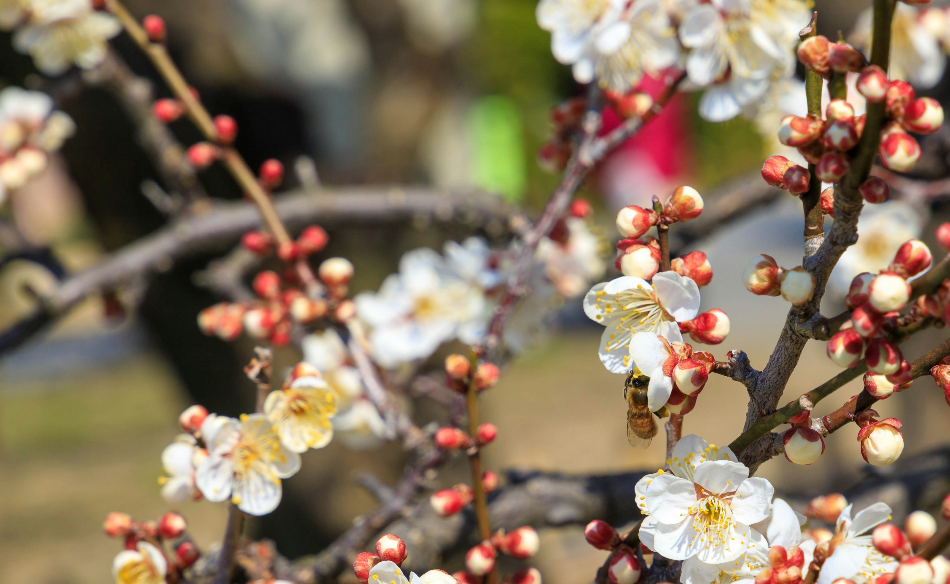 Branch of a plum tree with white flowers and buds