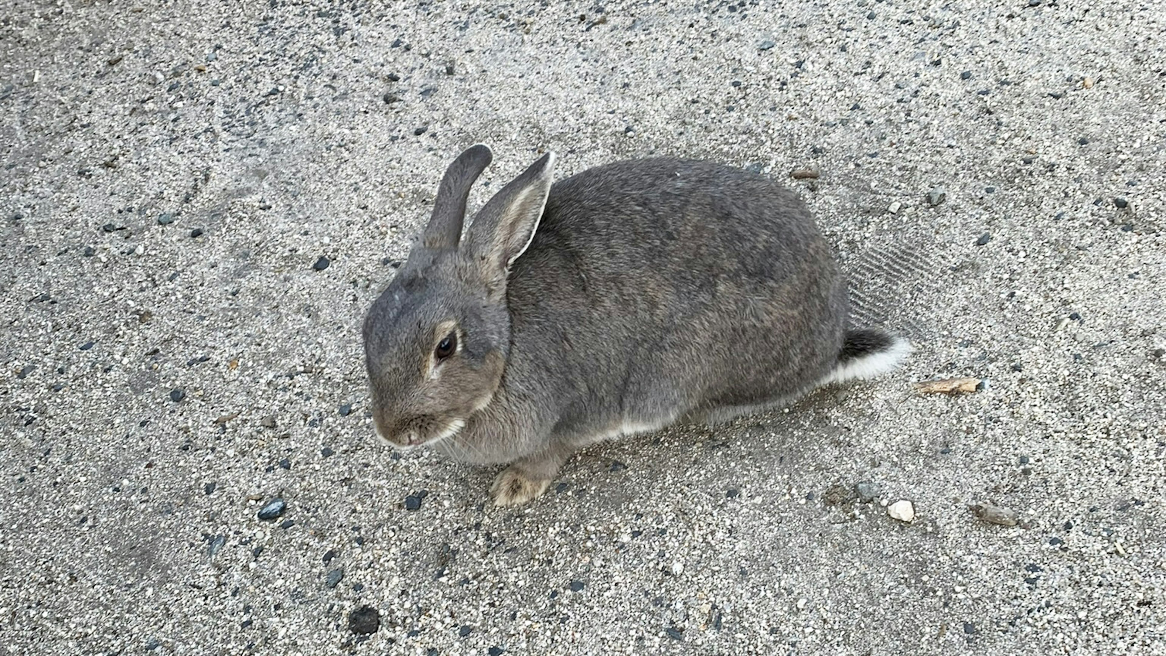 灰色のウサギがコンクリートの上に座っている