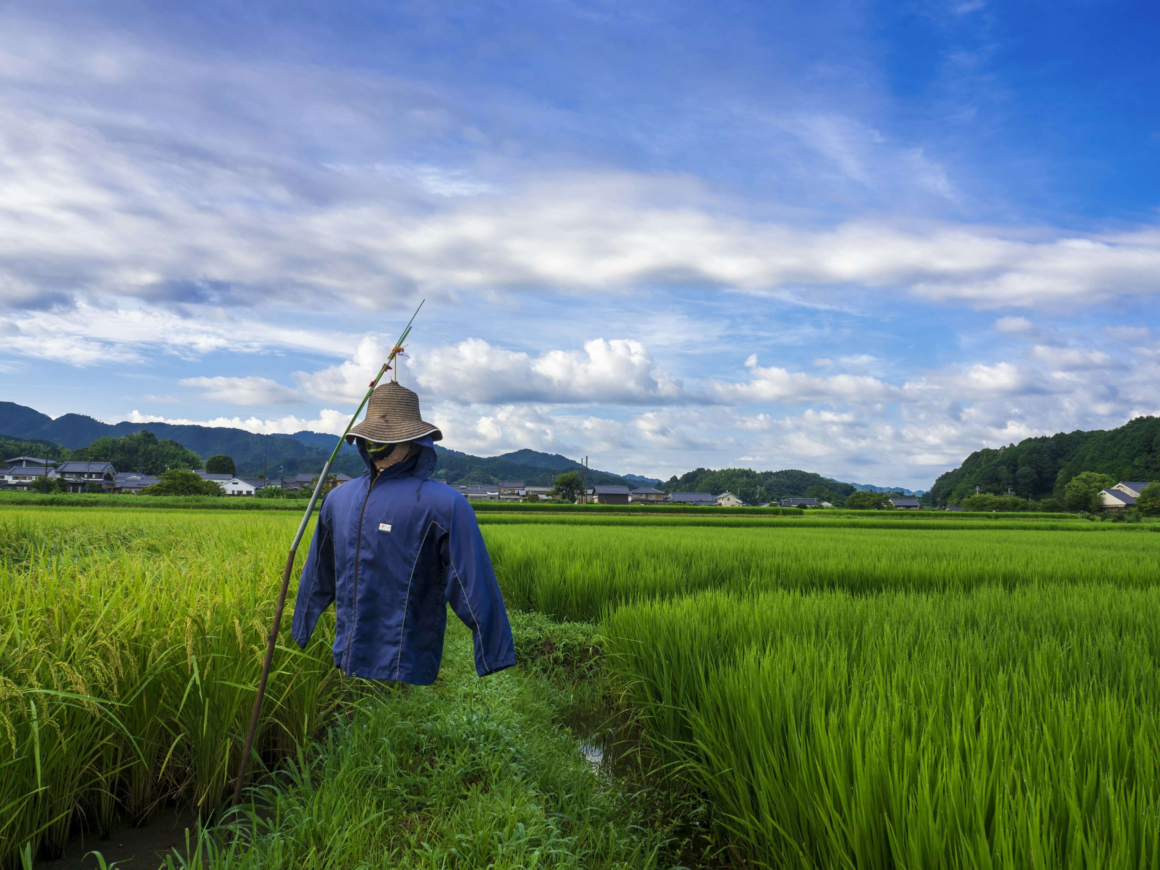 Scarecrow in a lush green rice field under a blue sky