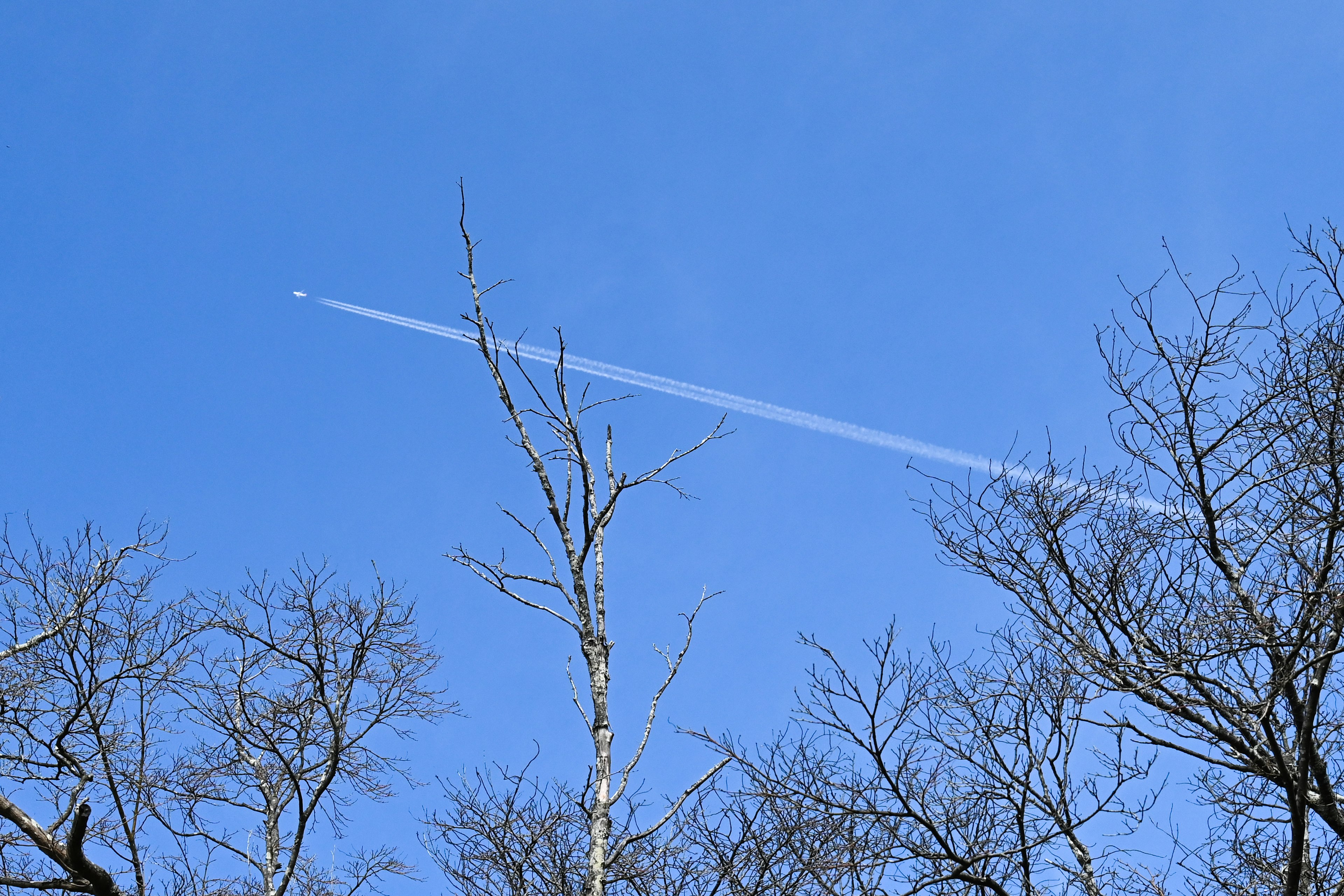 Langit biru cerah dengan jejak pesawat dan pohon telanjang