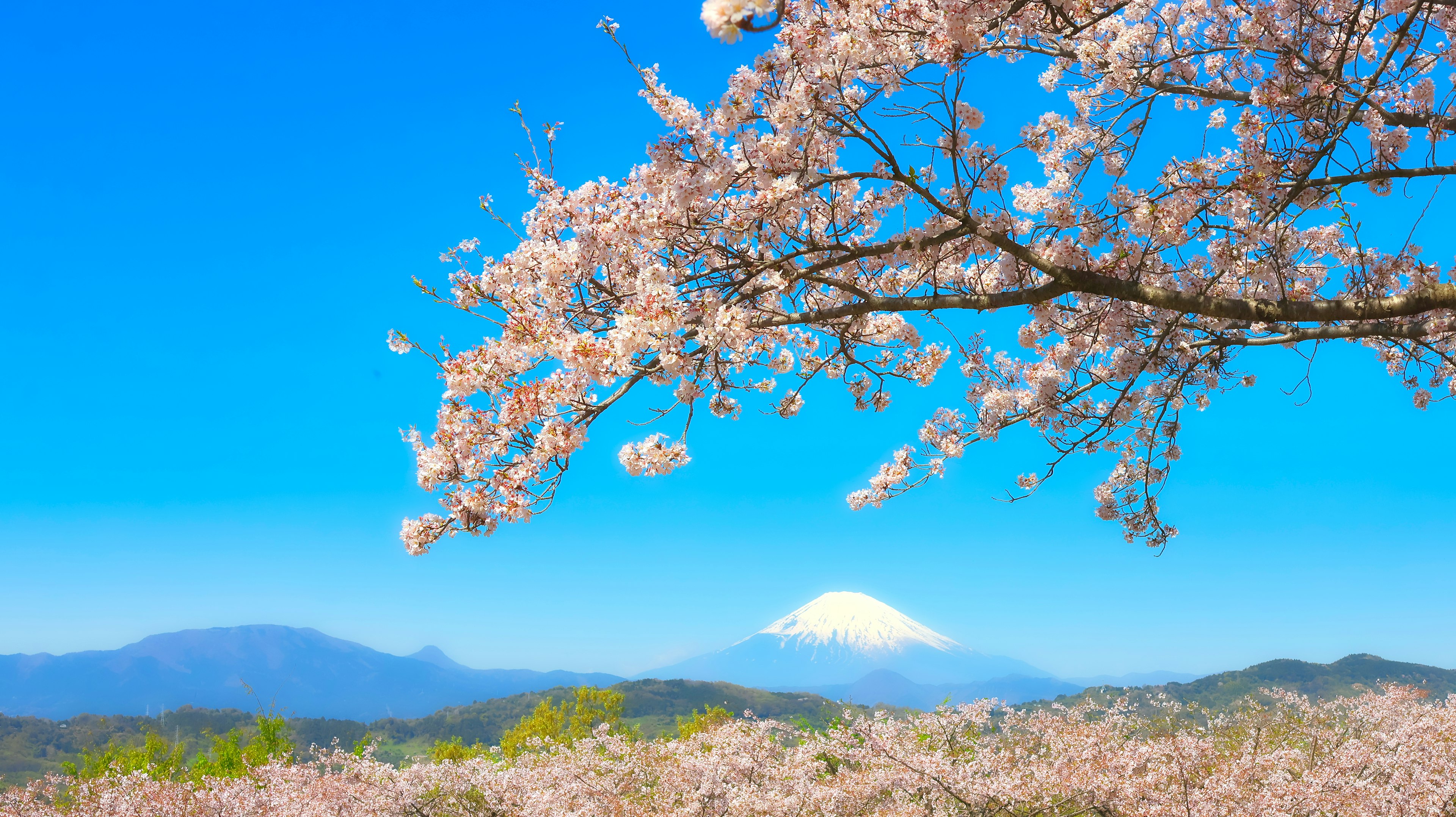 Vista panoramica di ciliegi in fiore con il monte Fuji sullo sfondo sotto un cielo azzurro