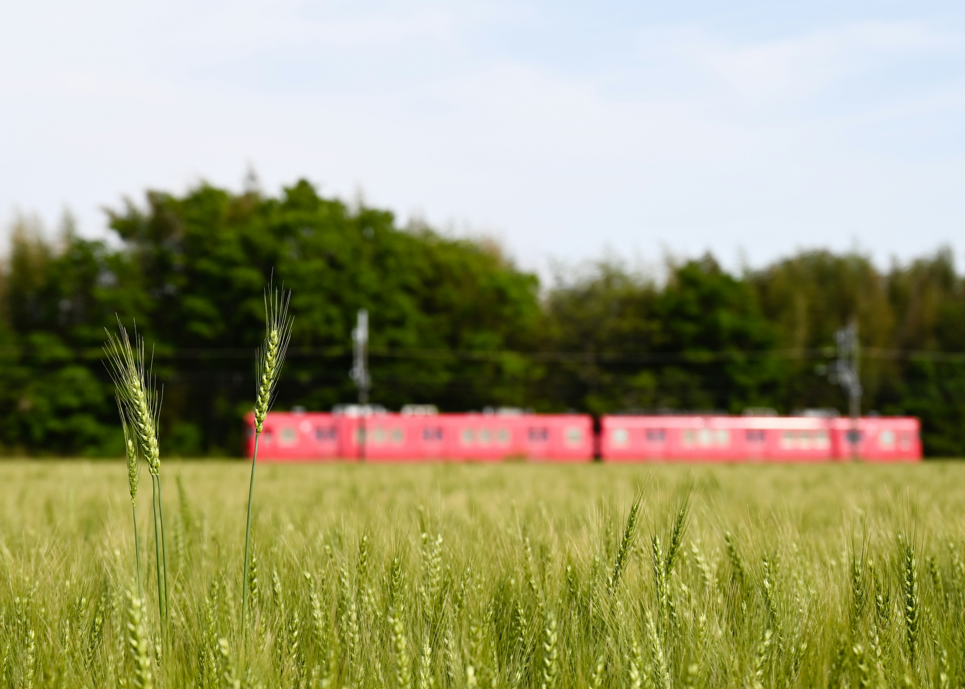 Grünes Feld mit Weizenköpfen und einem roten Zug im Hintergrund