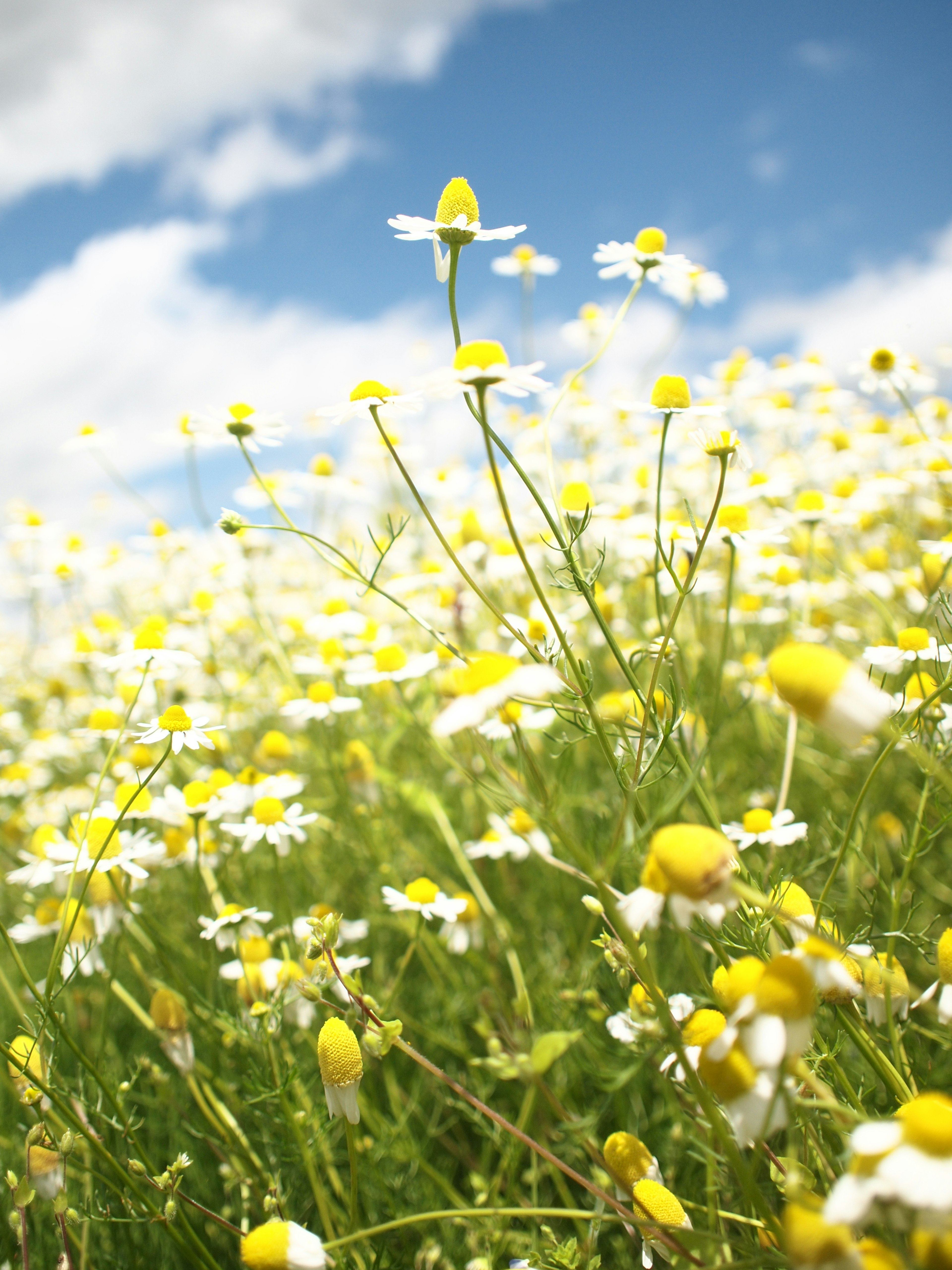 Un campo de flores blancas y amarillas bajo un cielo azul