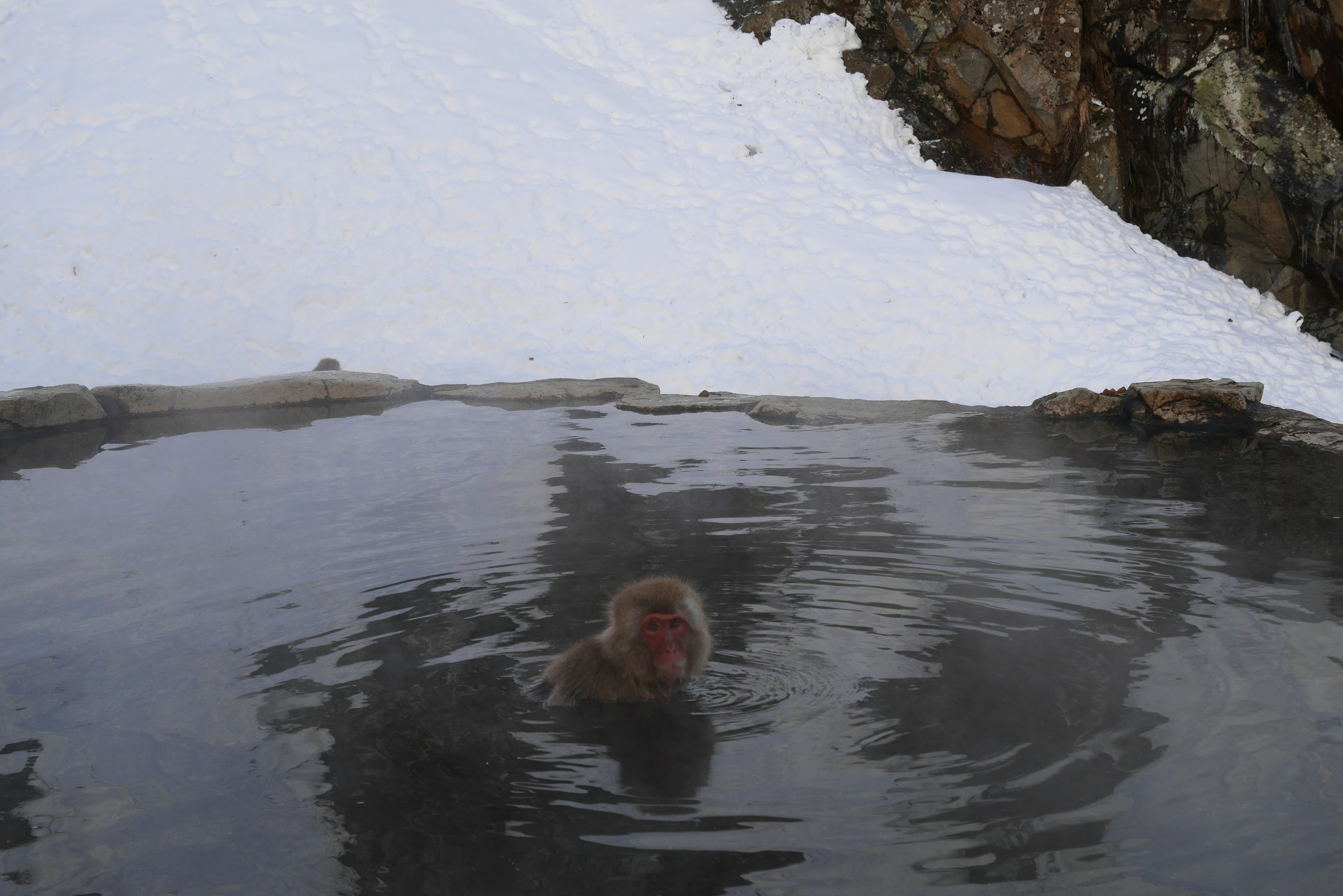 Mono relajándose en una fuente termal rodeado de nieve