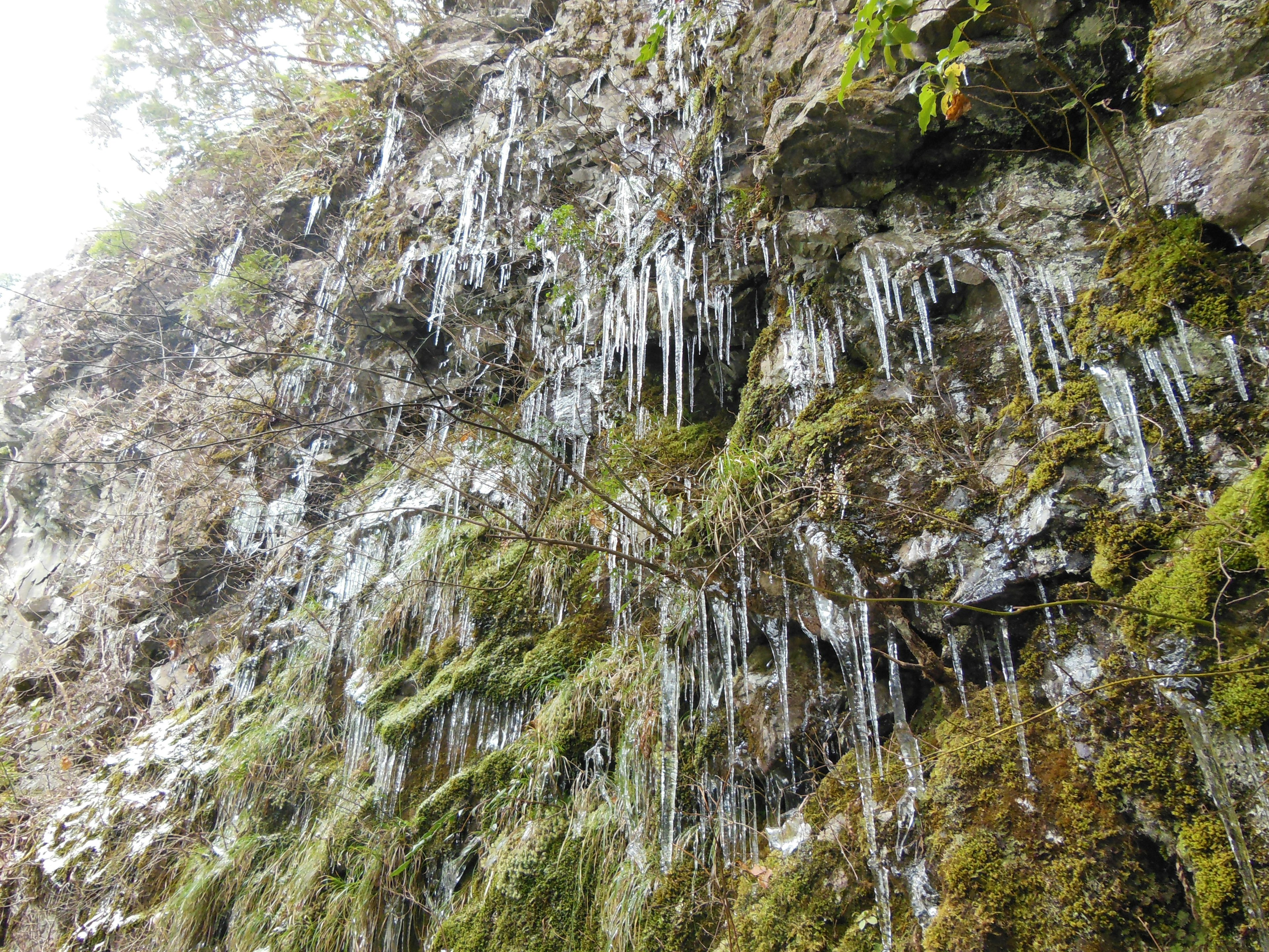 Gocce di ghiaccio pendono da una parete rocciosa con muschio verde