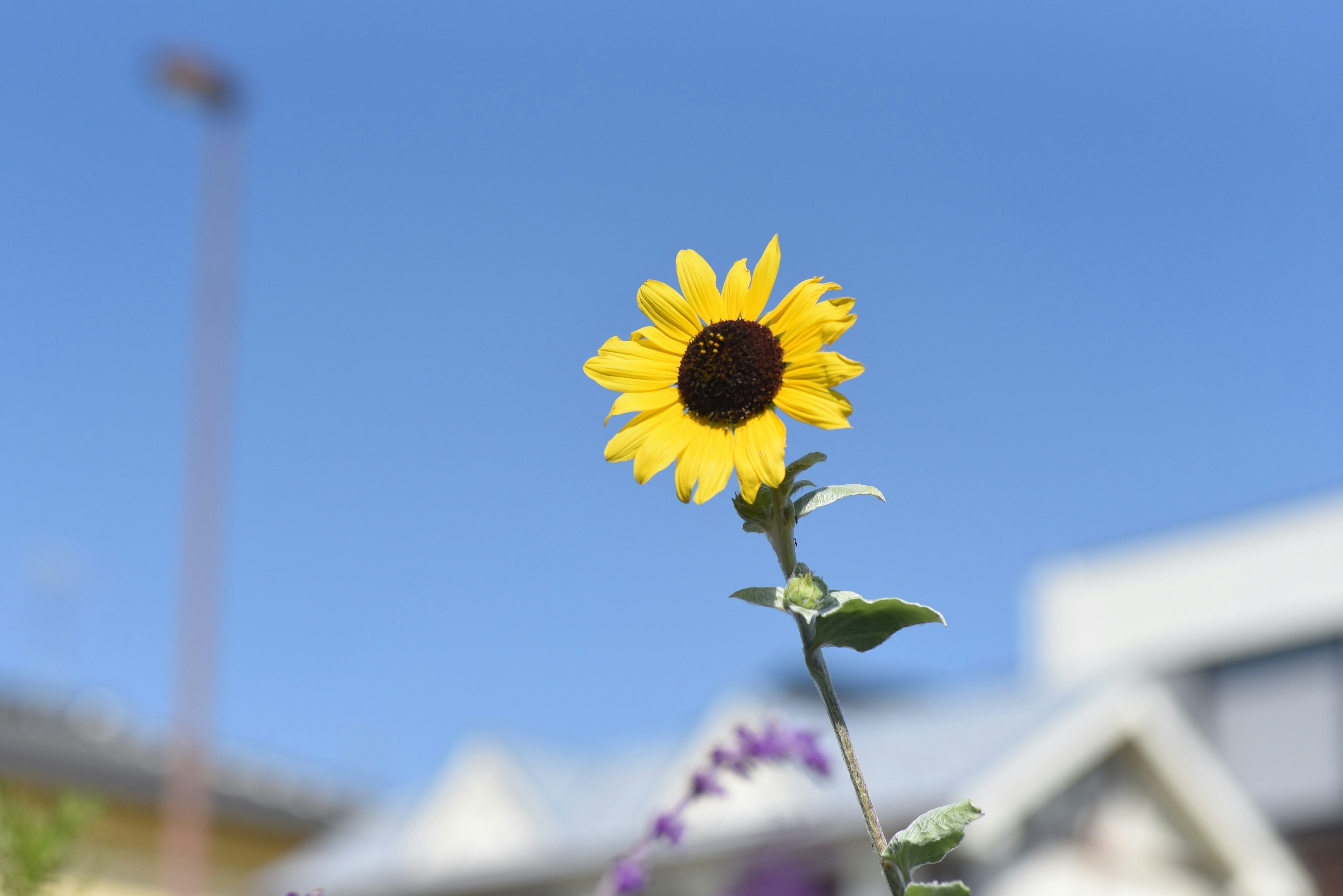 青空の下に立つひまわりの花とその背景の家々