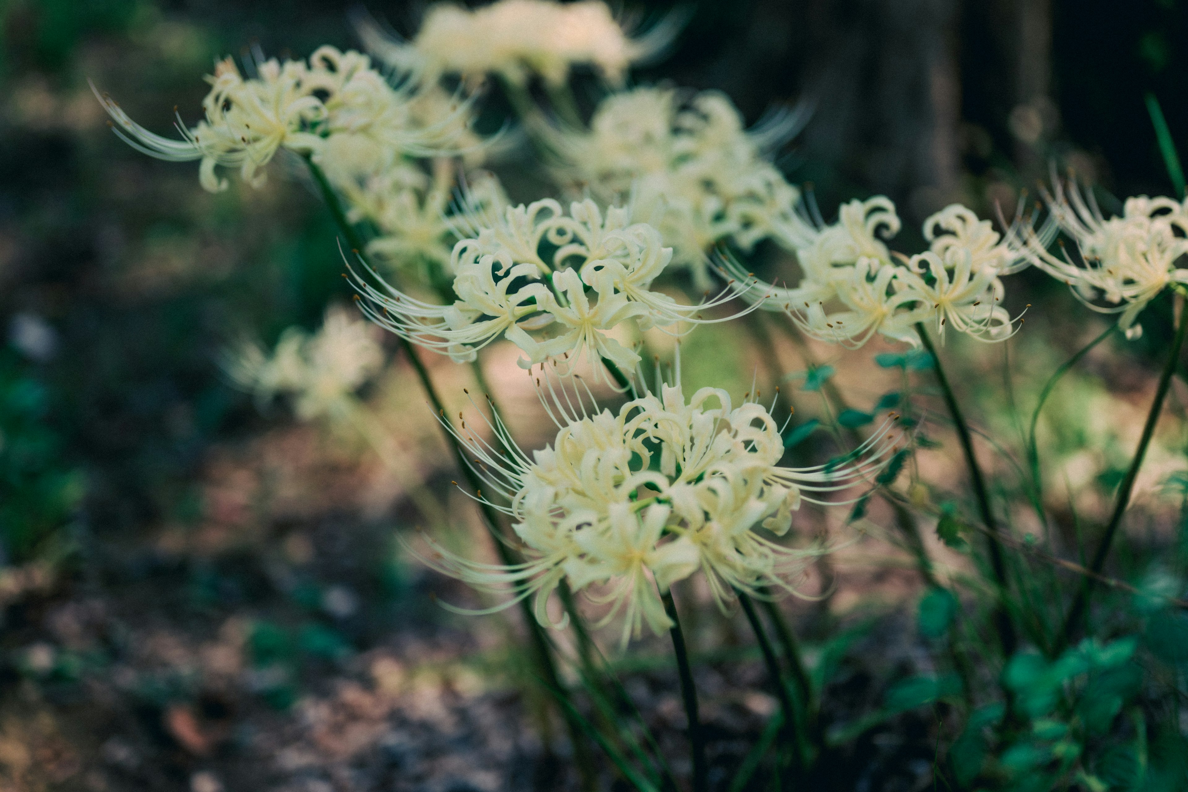 白い花が群生している風景の写真