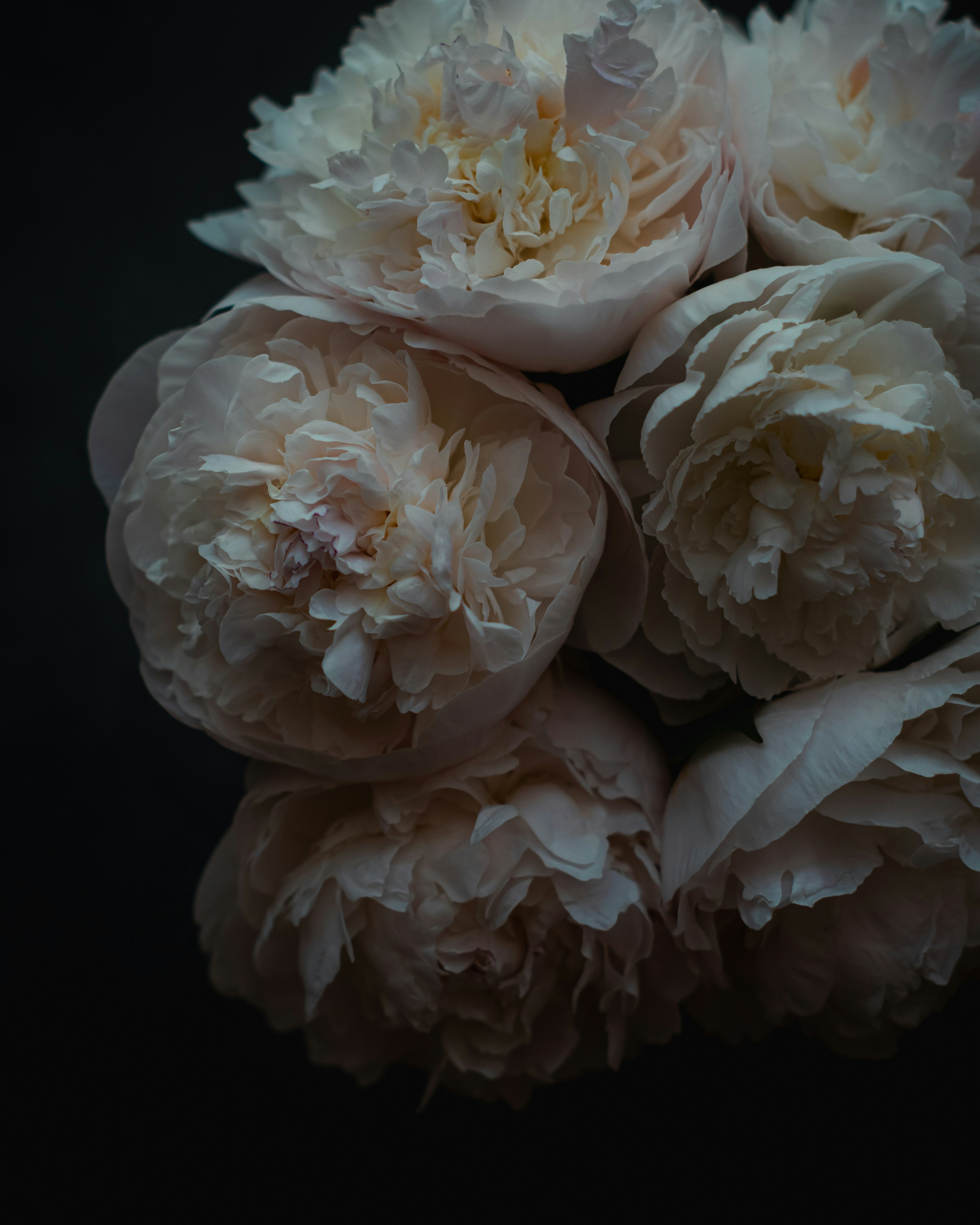 A bouquet of peony flowers with soft petals against a dark background