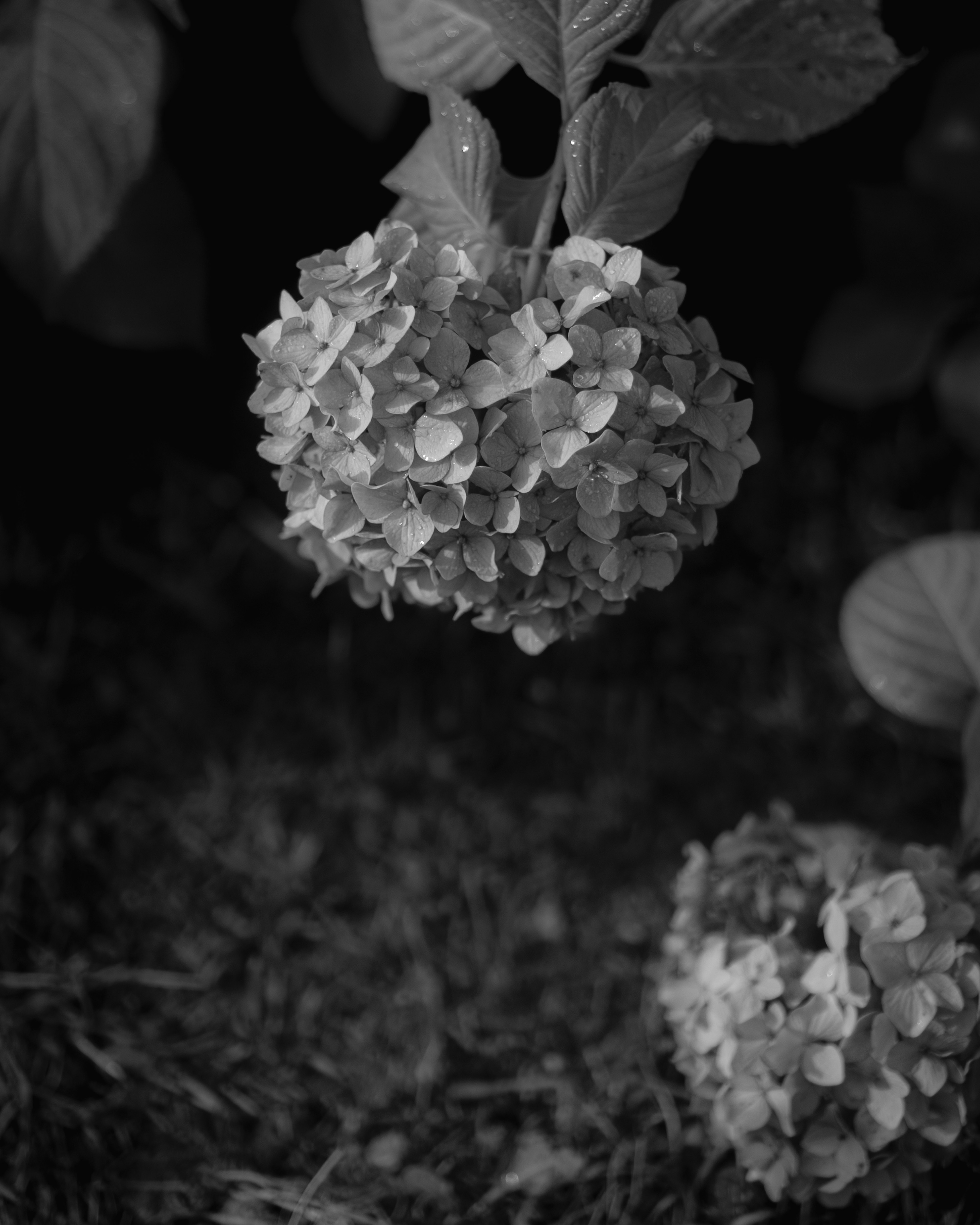 Racimo de flores de hortensia sobre un fondo blanco y negro