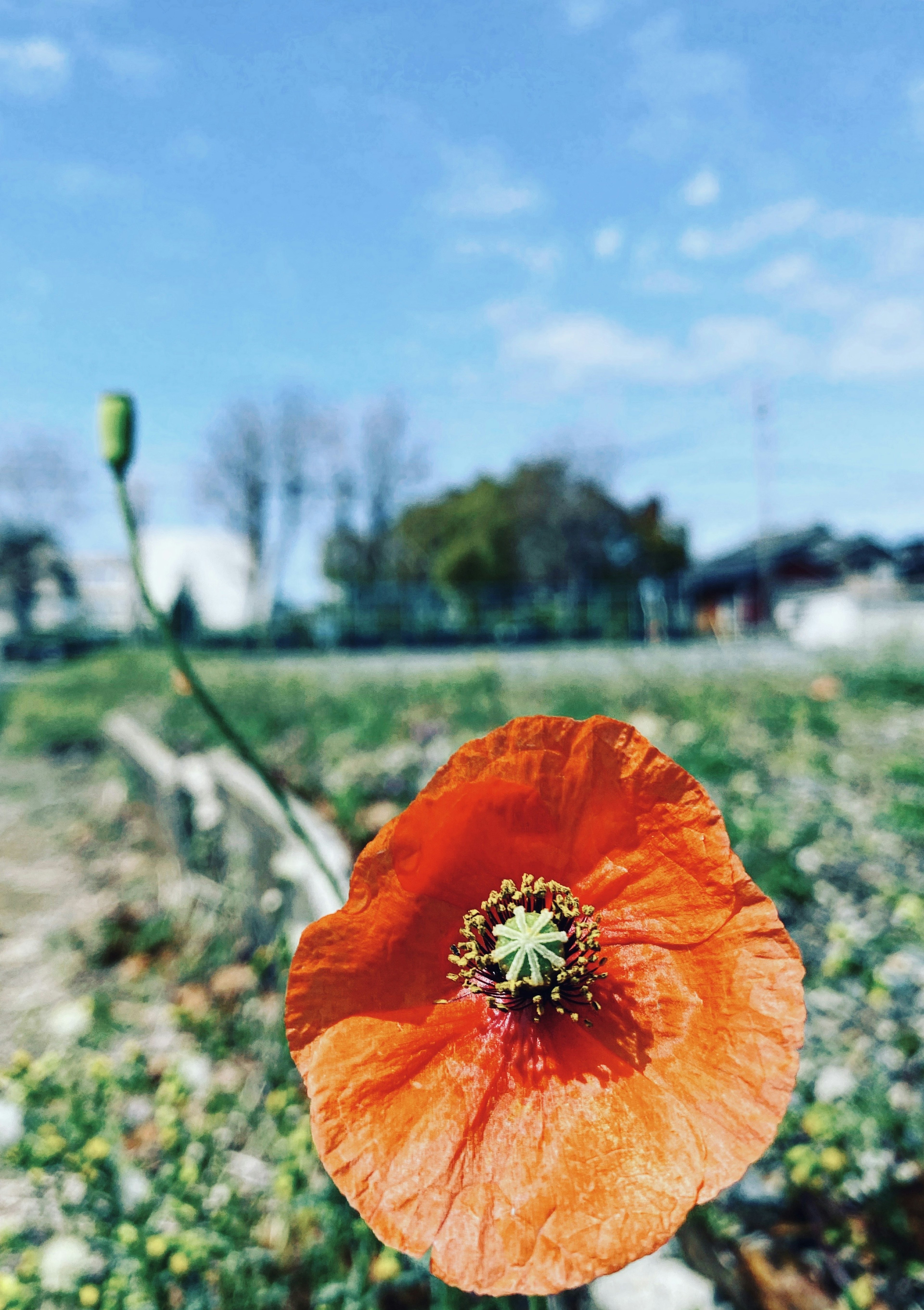 Leuchtende orangefarbene Mohnblume blüht unter einem blauen Himmel