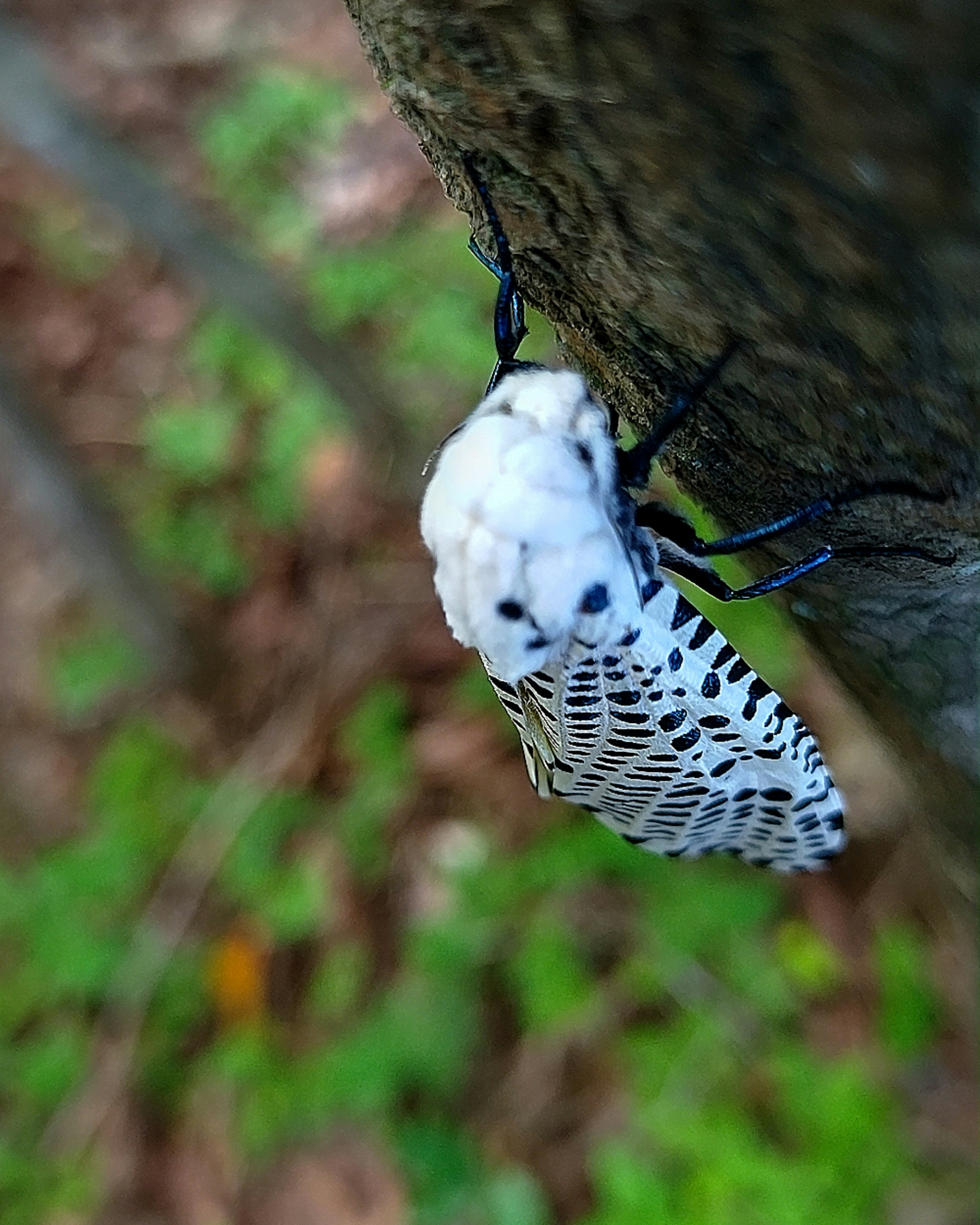 White patterned insect clinging to a tree trunk