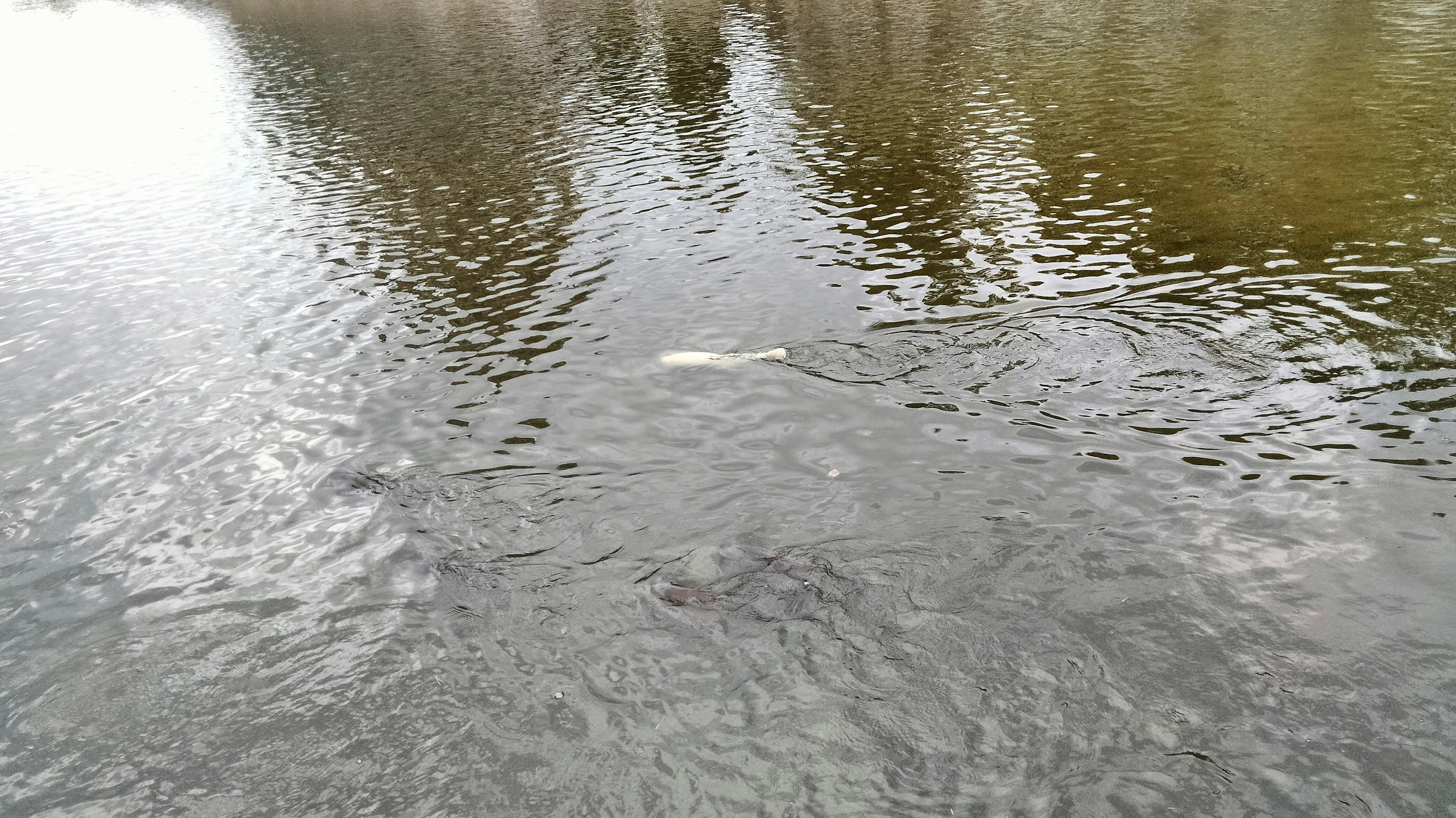 Eine ruhige Wasserszene mit einem schwimmenden weißen Objekt und Wellen auf der Oberfläche