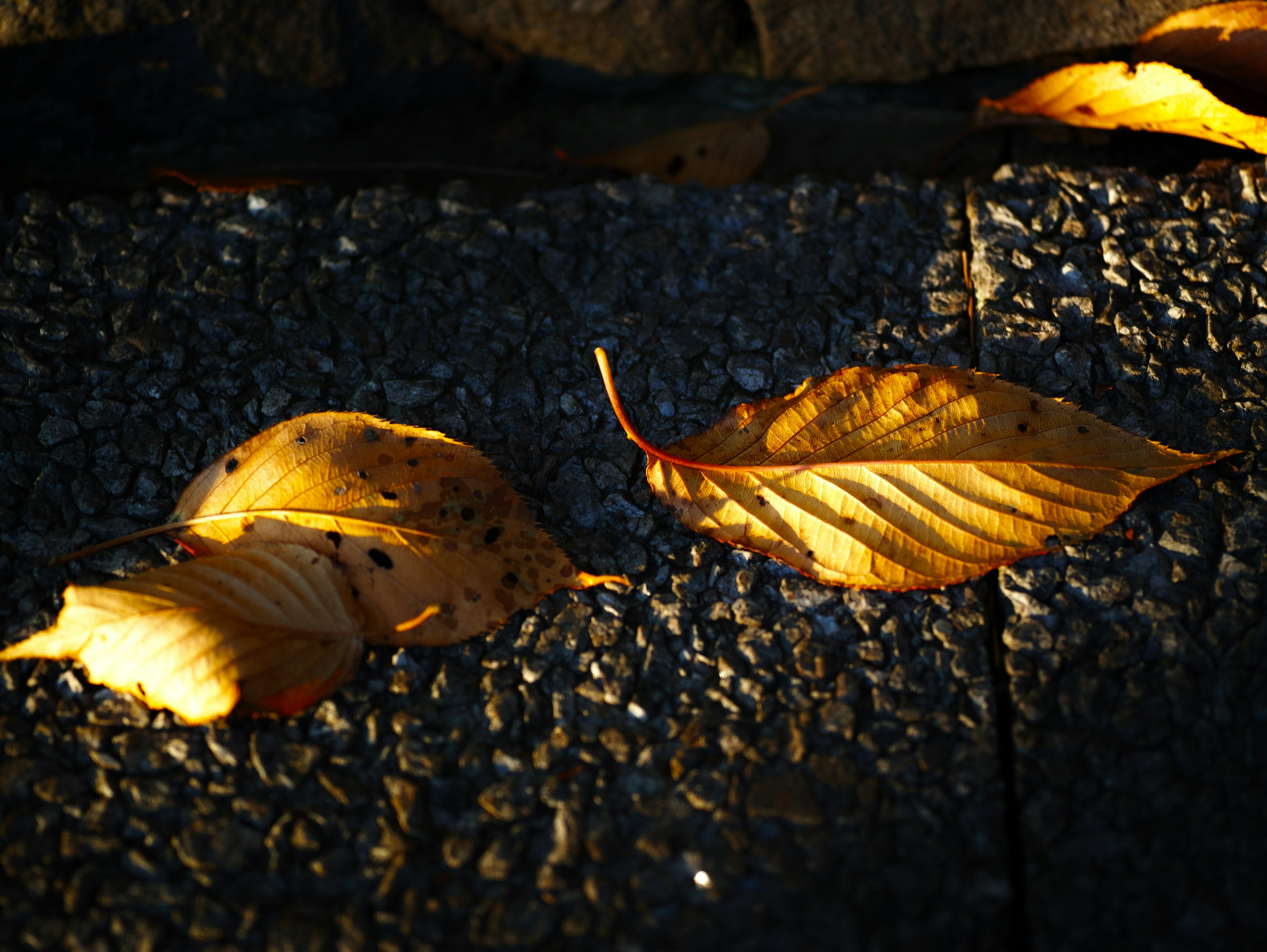 Autumn leaves on a textured surface illuminated by warm sunlight