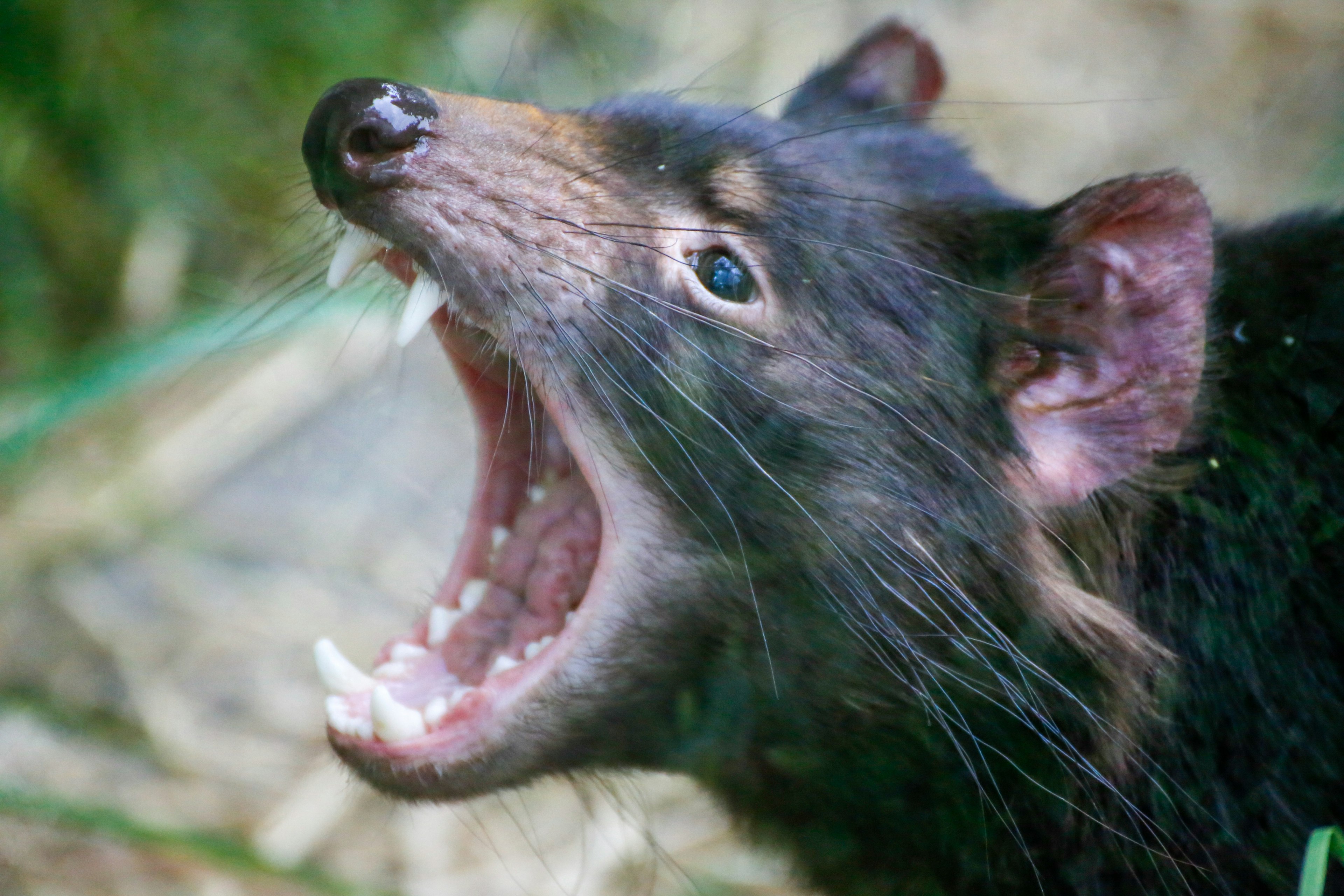 Gambar close-up dari iblis Tasmania yang menggeram