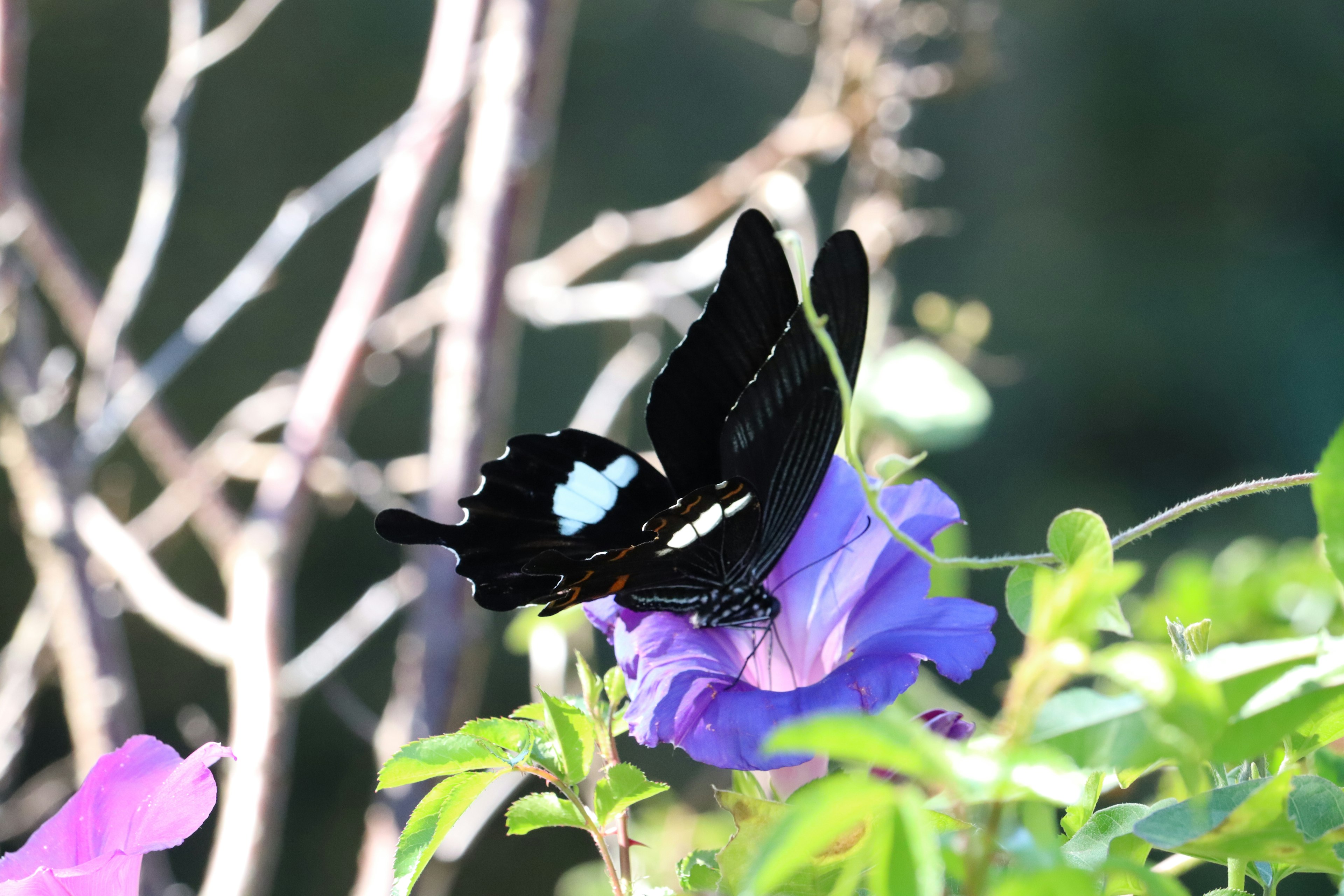 Mariposa negra posada sobre una flor morada en un entorno natural