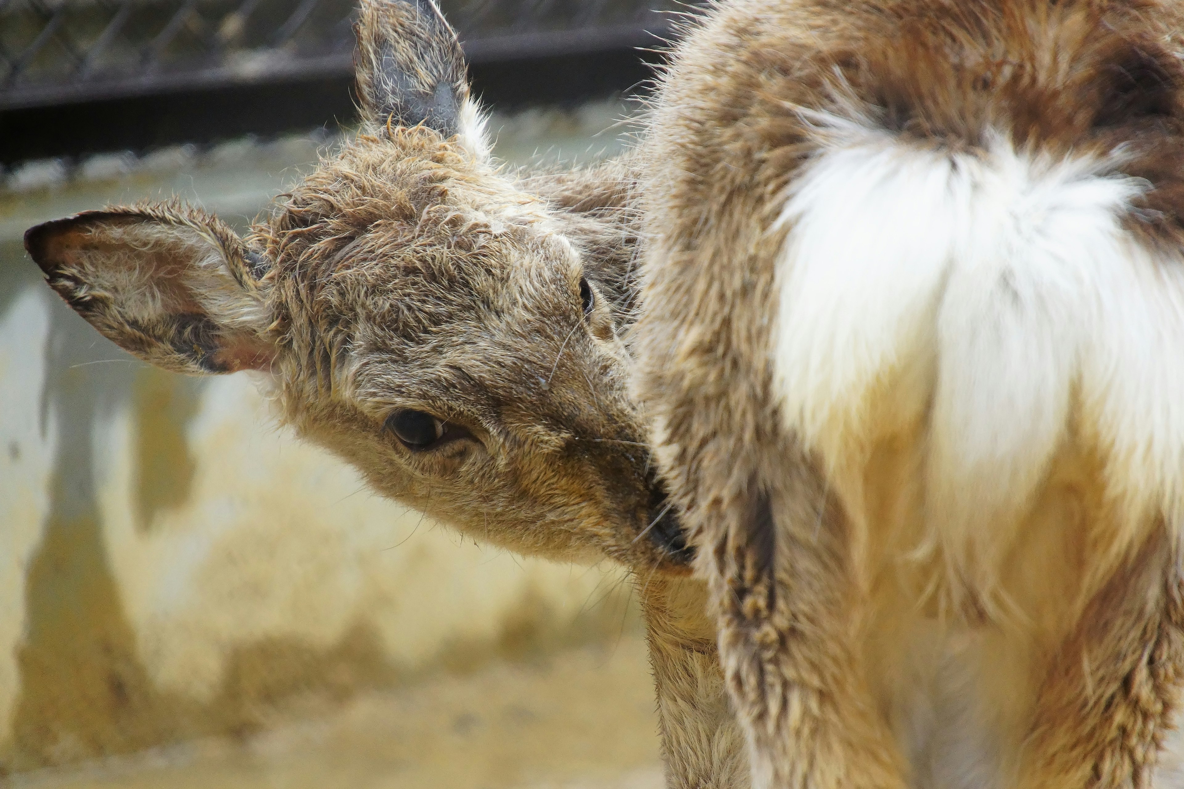 A fawn nuzzling the hindquarters of a doe