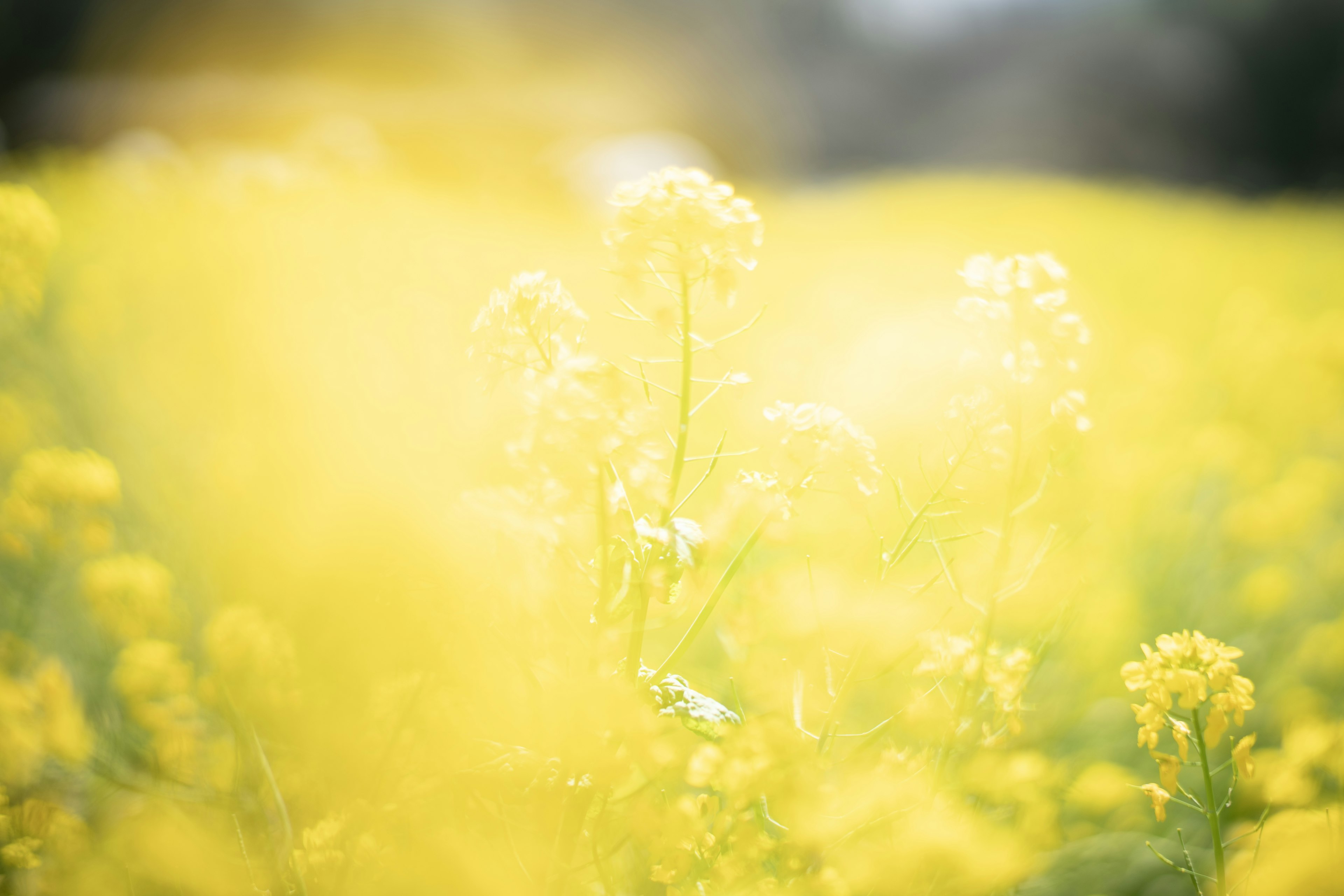 黄色い花が咲く風景がぼやけている