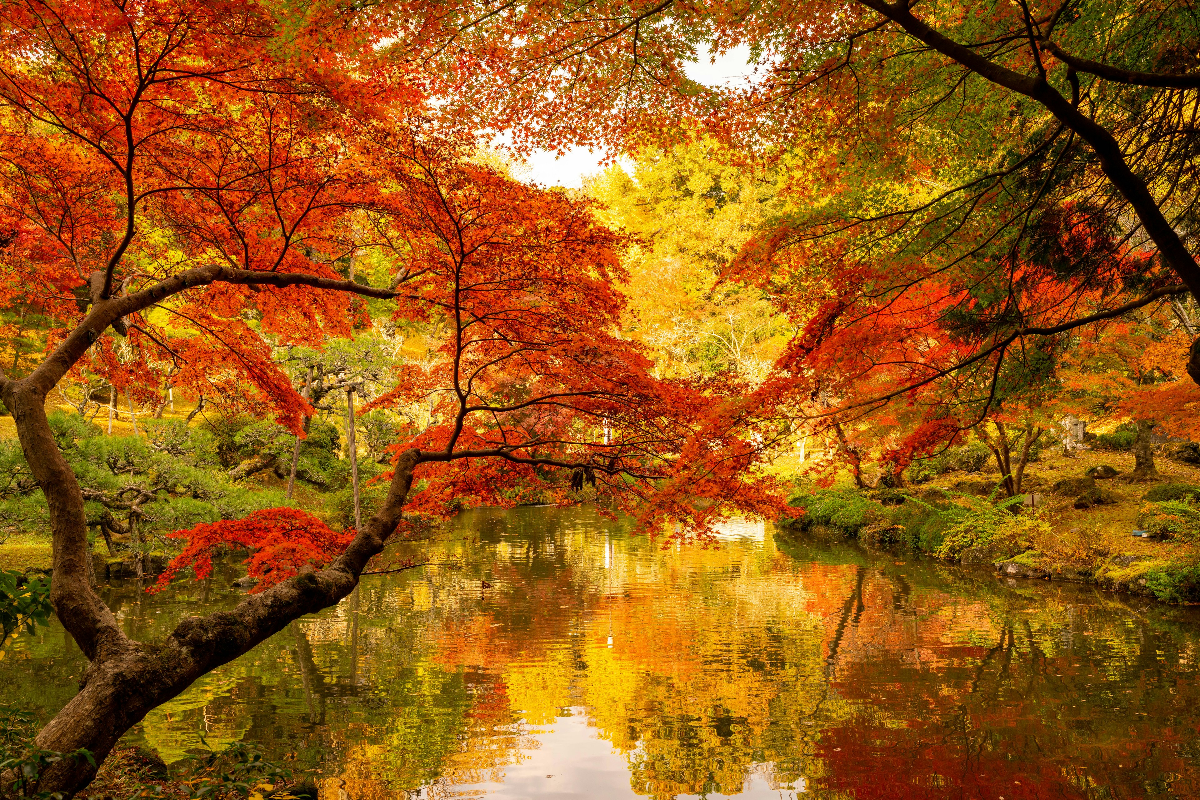 Vista escénica de un estanque rodeado de vibrante follaje de otoño que refleja colores