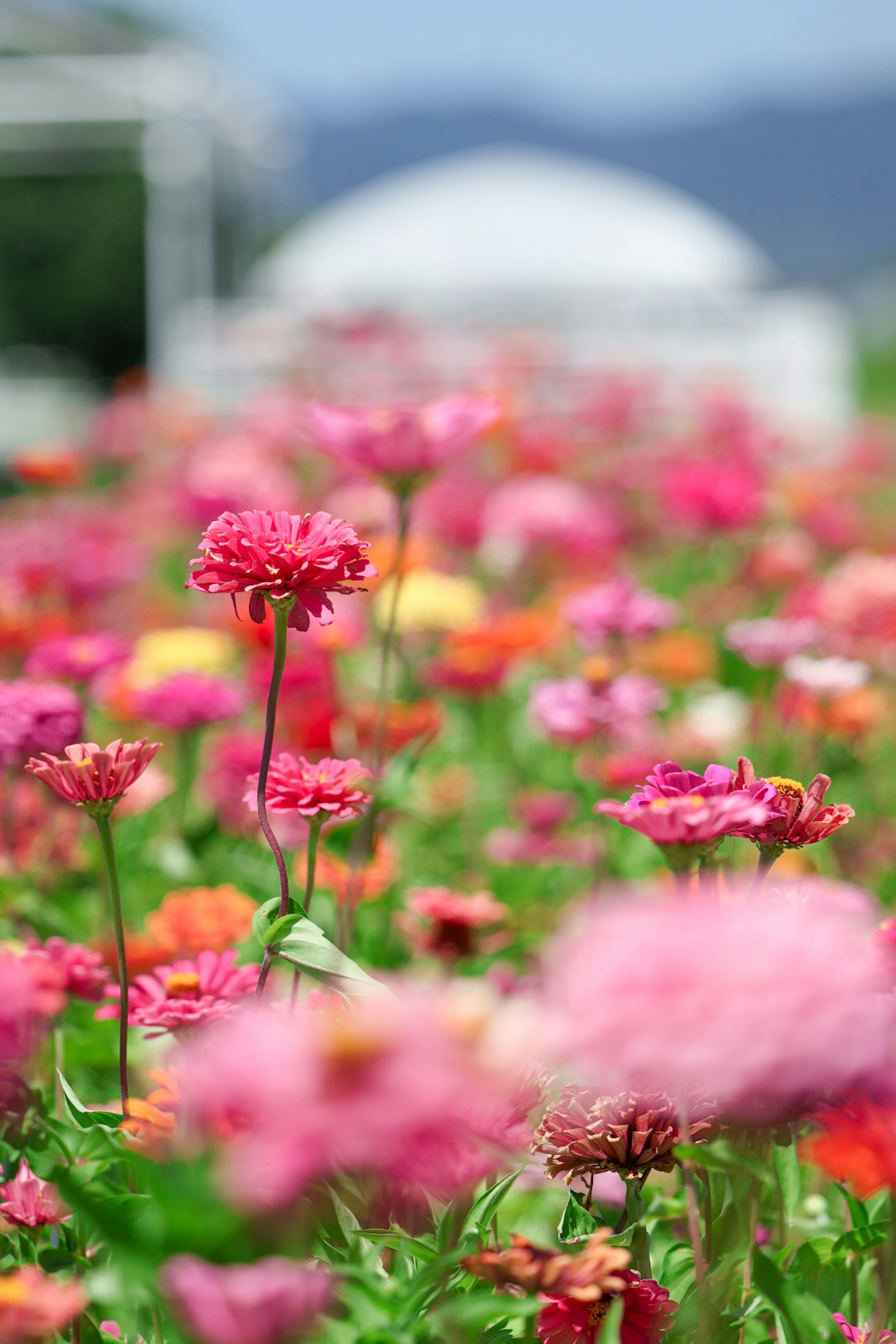 Ein lebendiges Blumenfeld mit verschiedenen bunten Blüten