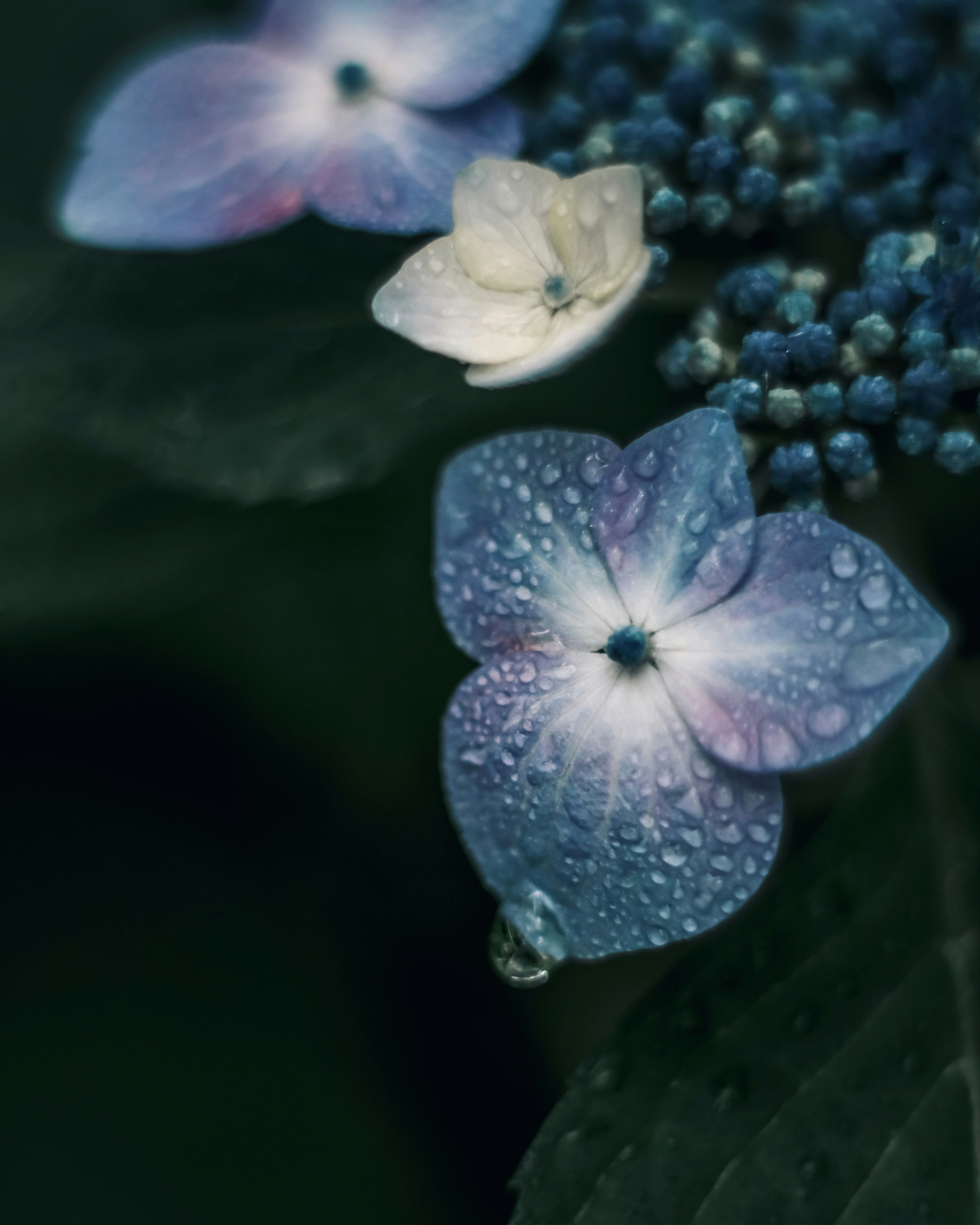 Flores de hortensia azul-púrpura con gotas de agua y una flor blanca