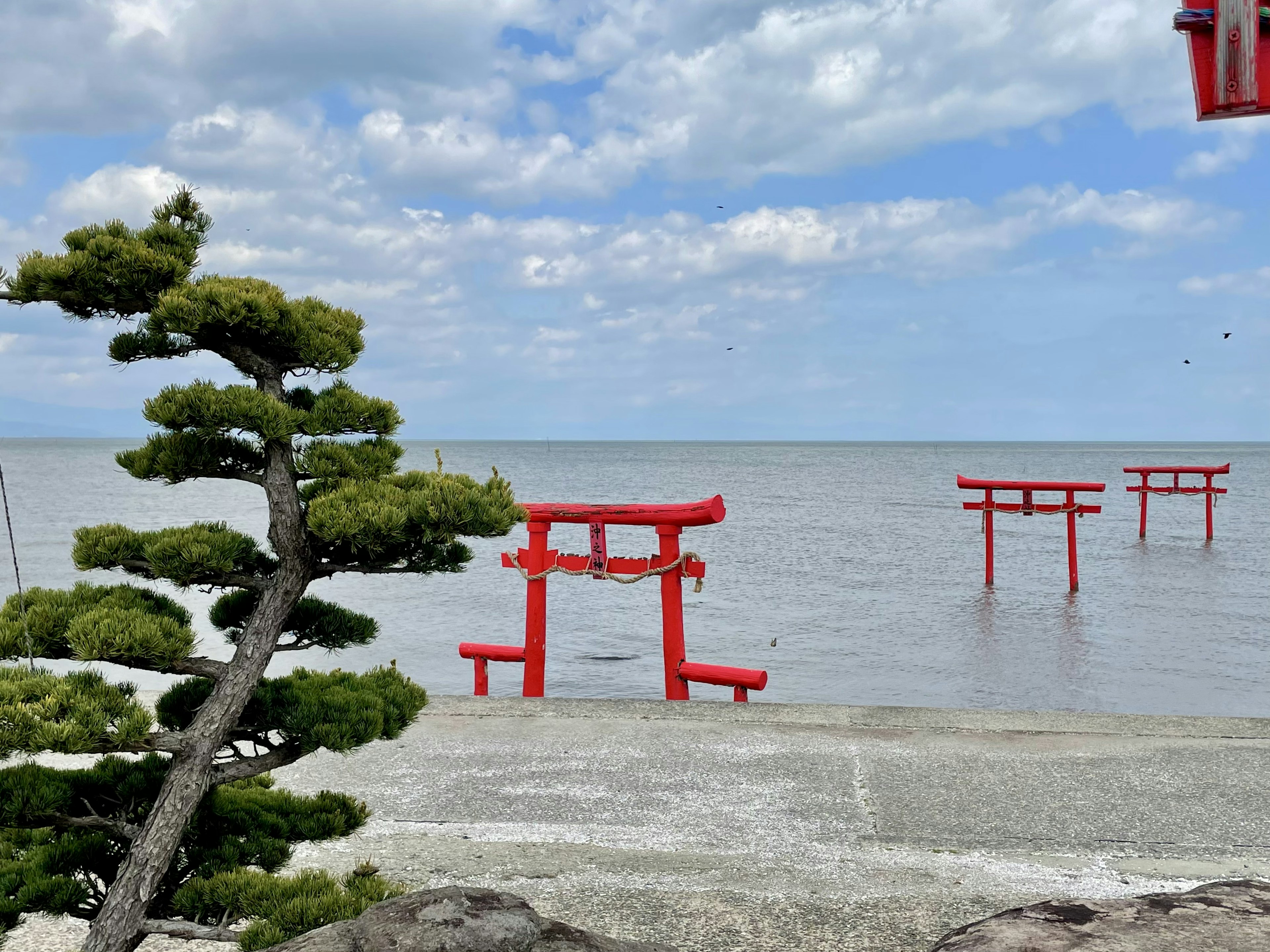 Cổng torii đỏ nổi trên biển với cây thông