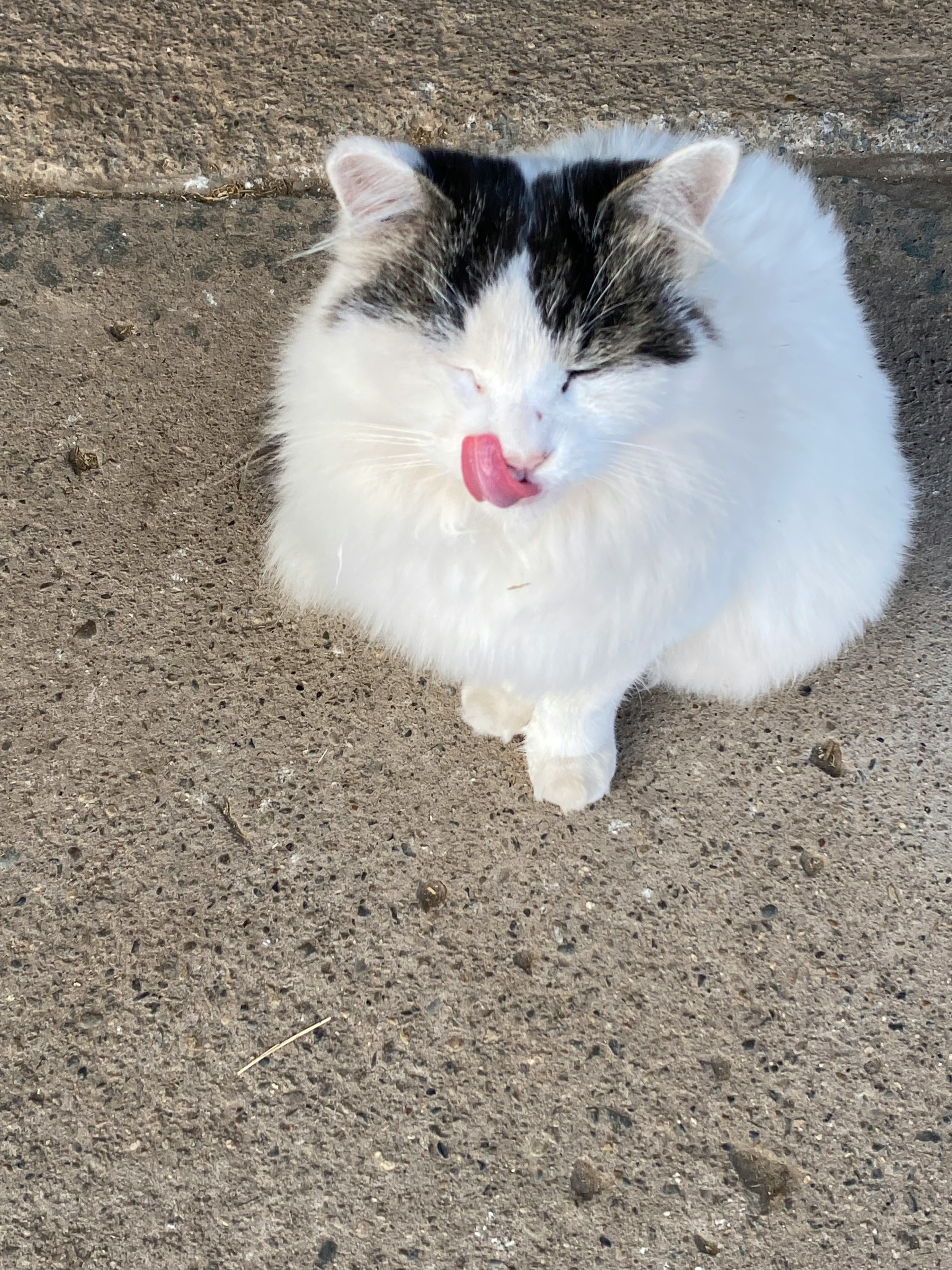 Flauschige weiße Katze sitzt und leckt sich die Lippen