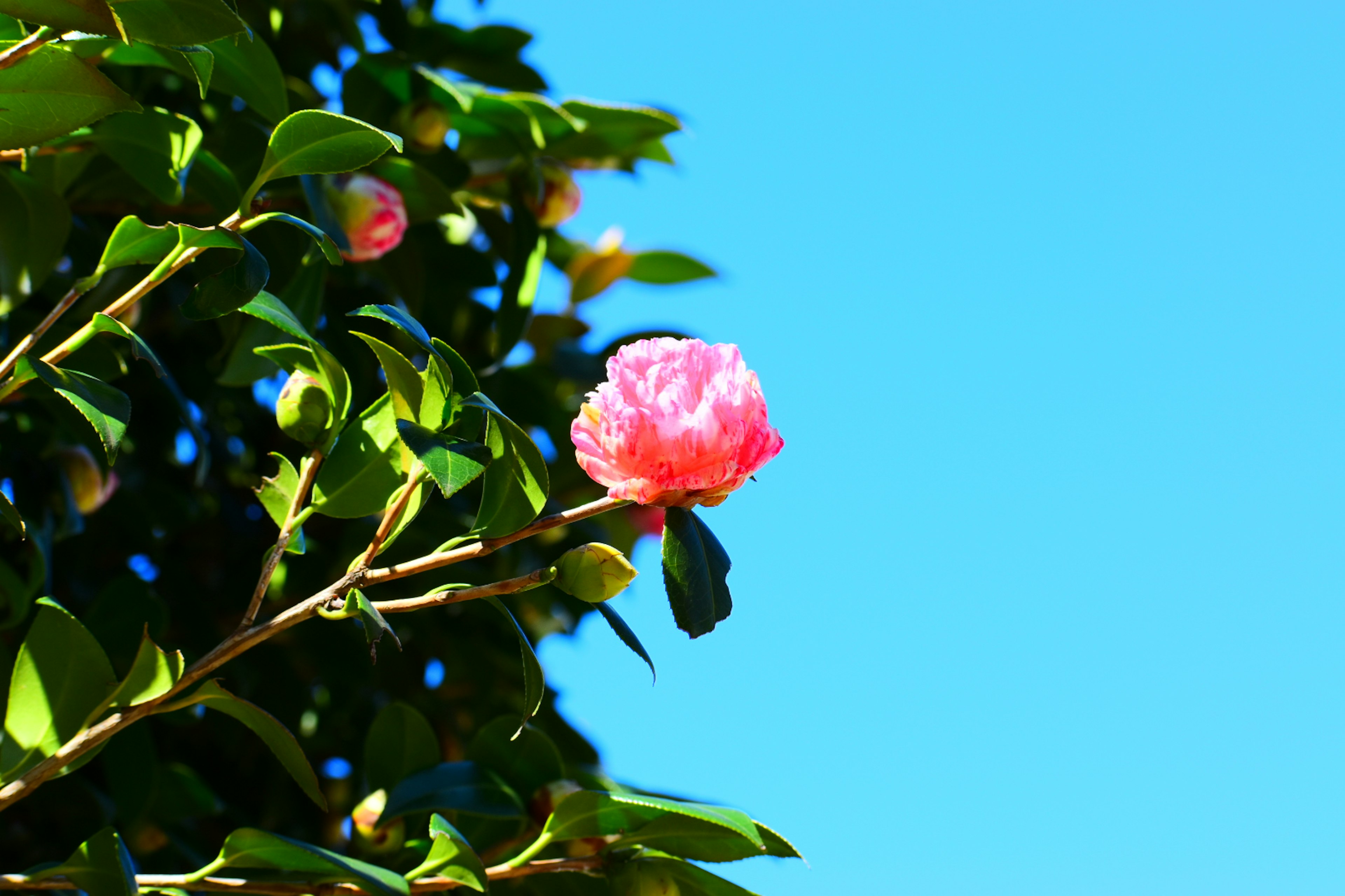 Pink flower blooming against a clear blue sky with green leaves