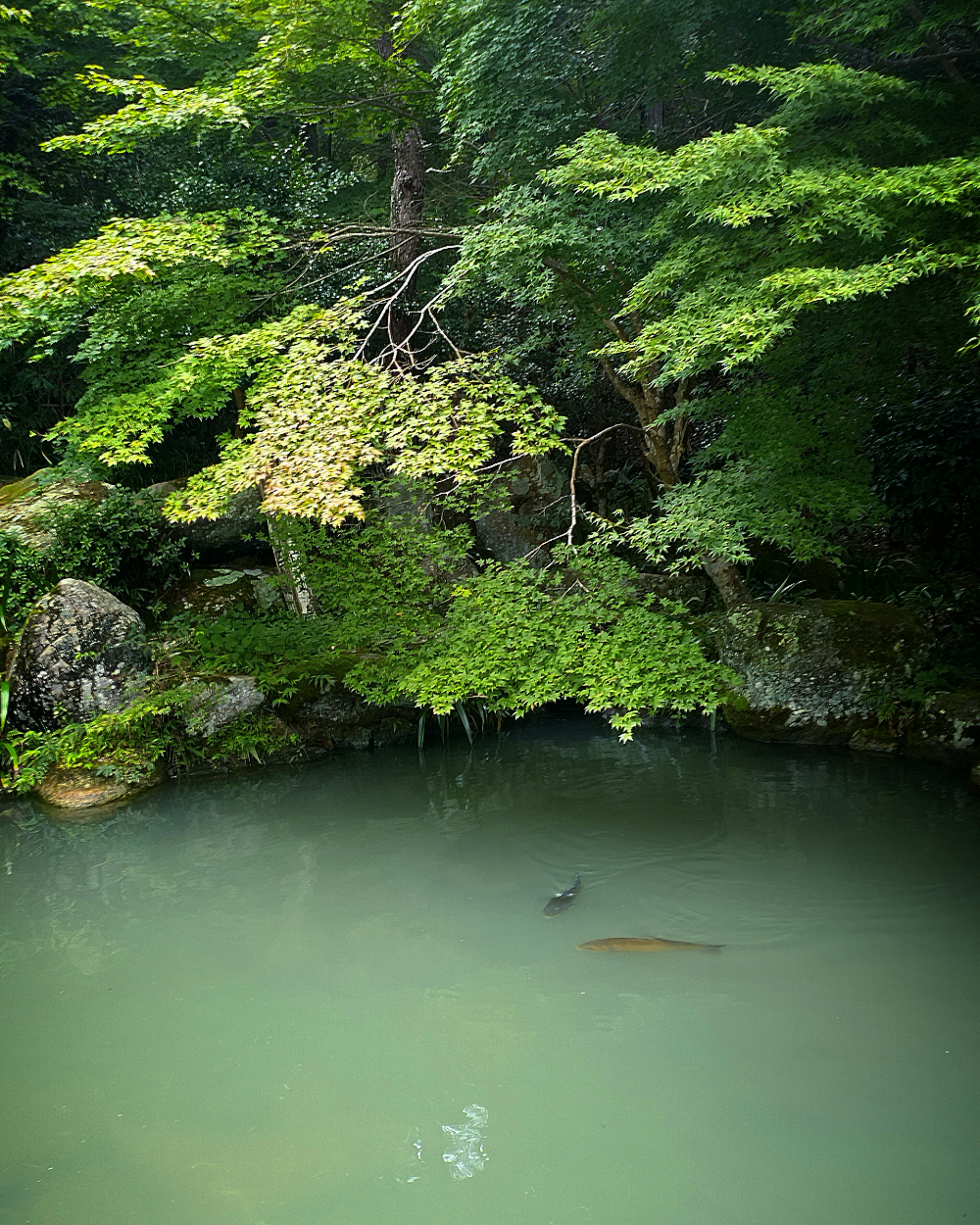 緑の葉に囲まれた静かな池の風景