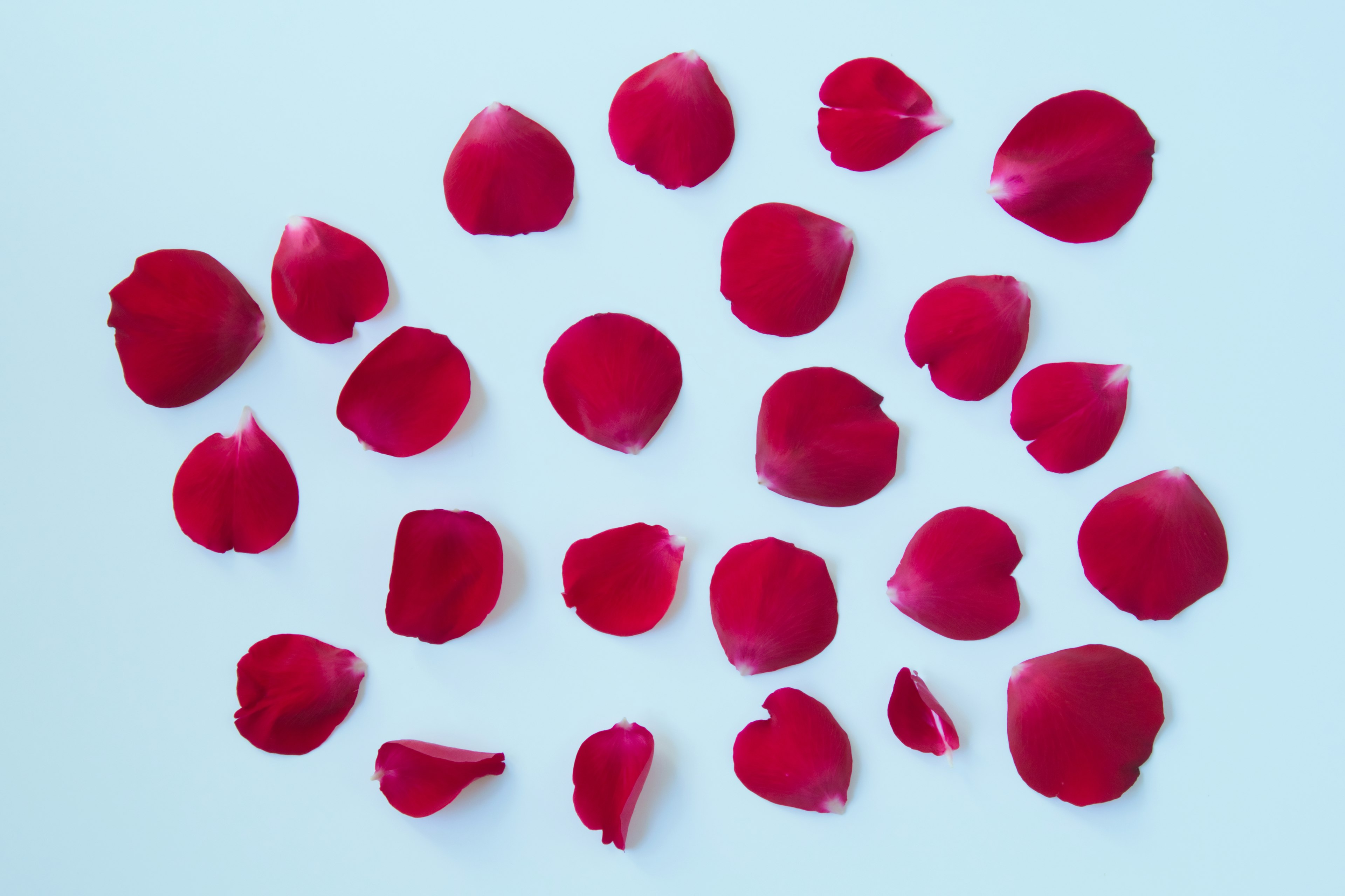 Scattered red rose petals on a light blue background