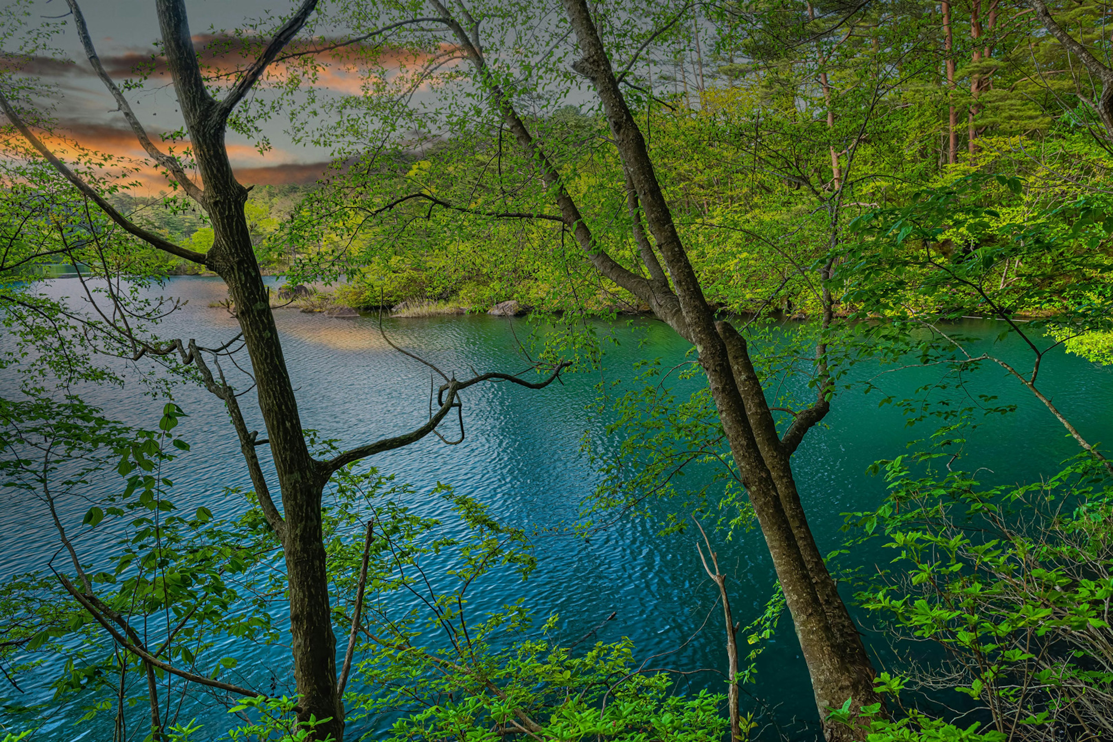 Vue sereine d'un lac avec des arbres verts luxuriants et une surface d'eau bleue