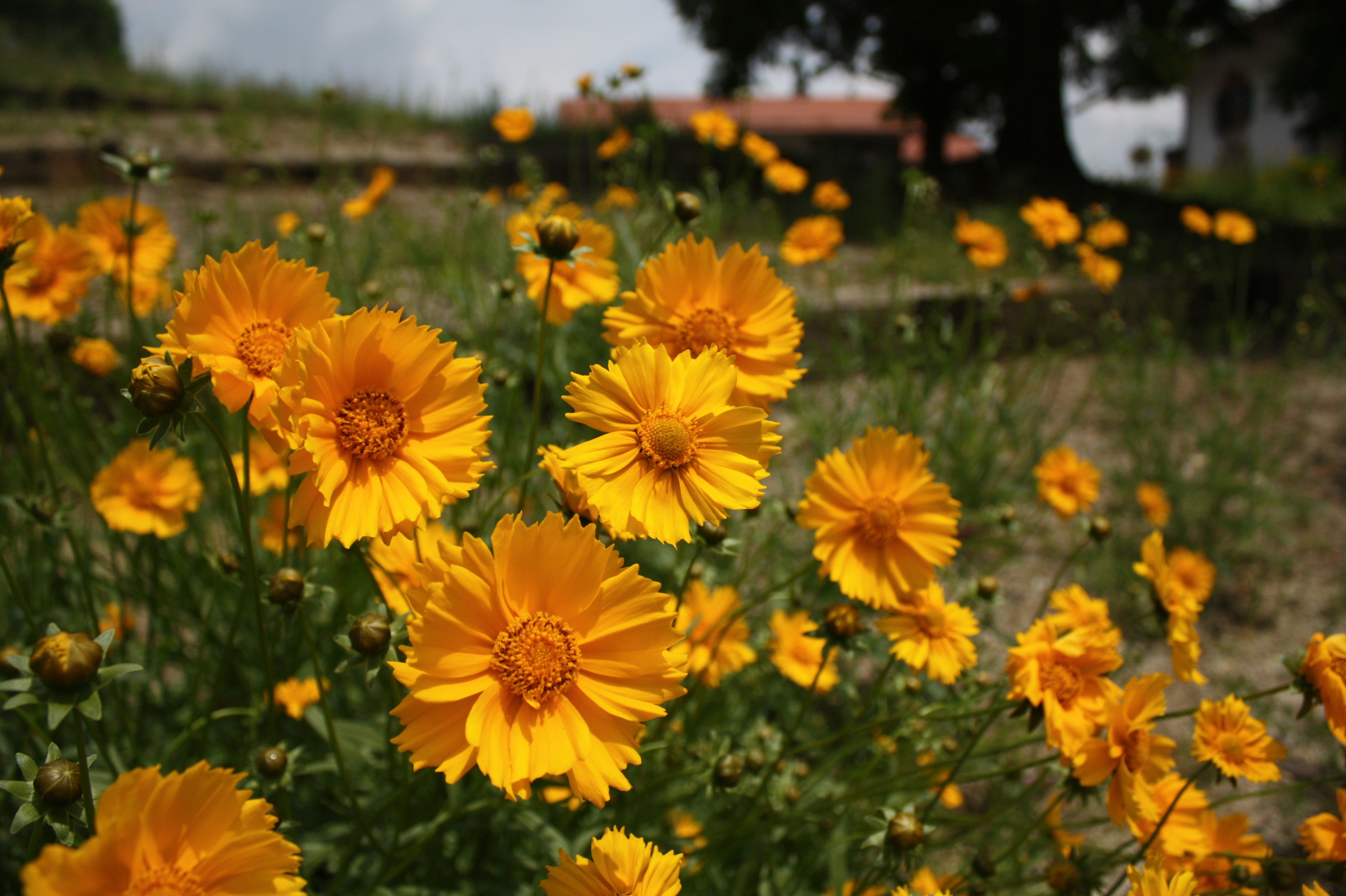 Flores amarillas vibrantes floreciendo en un paisaje escénico