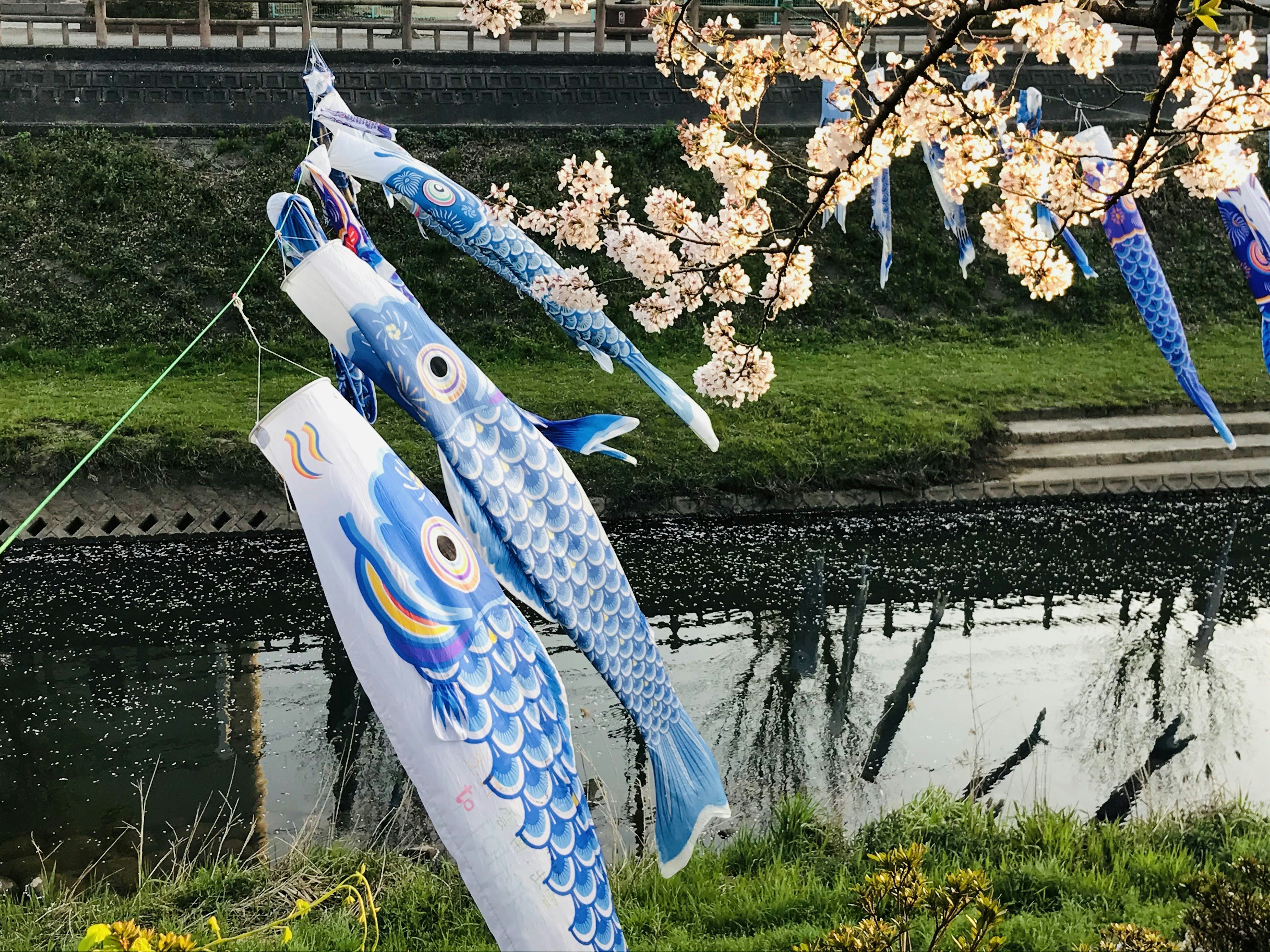 櫻花樹下懸掛的鯉魚旗和水邊風景