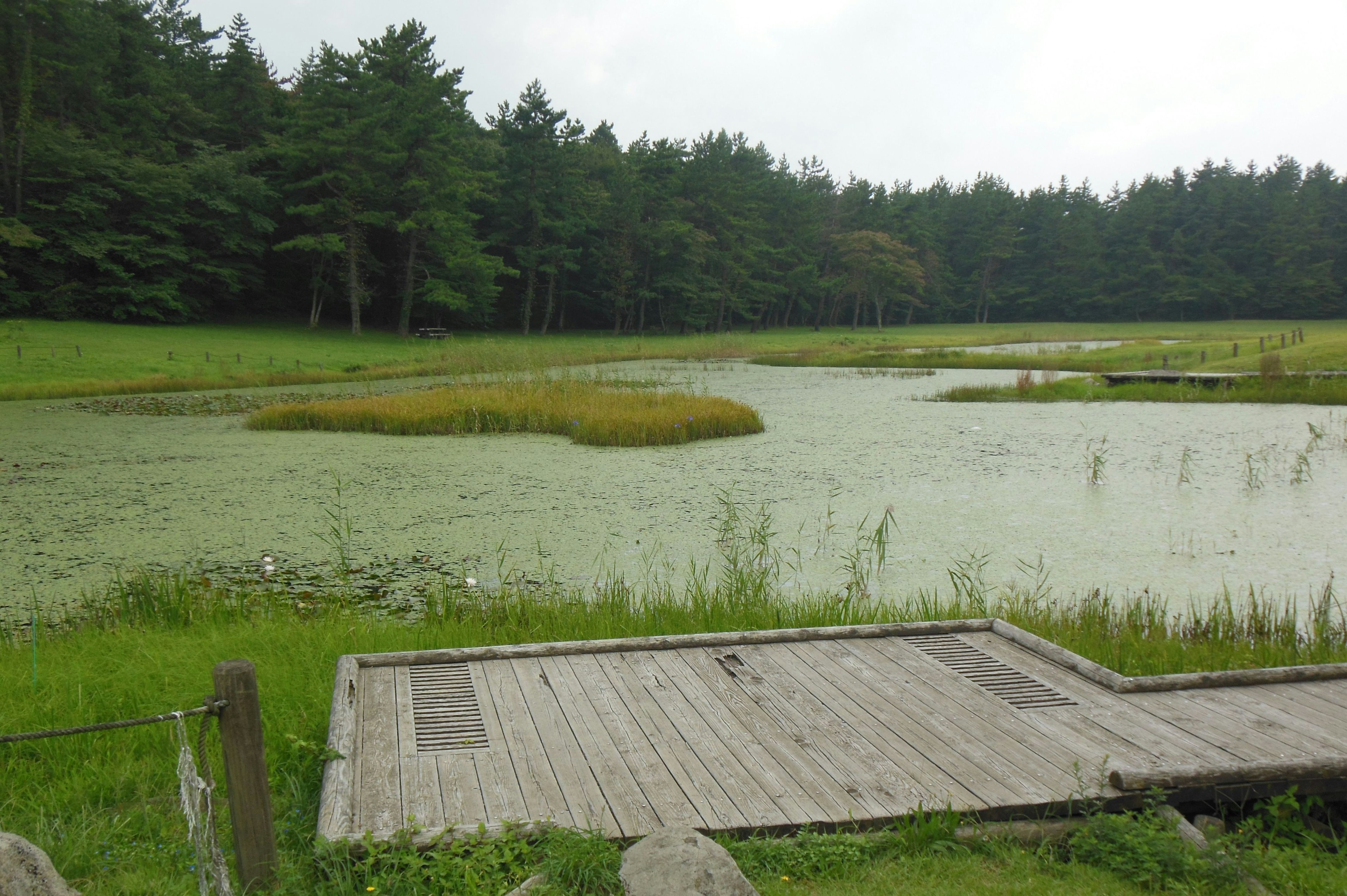 緑の水草が浮かぶ静かな池と周囲の木々が見える風景