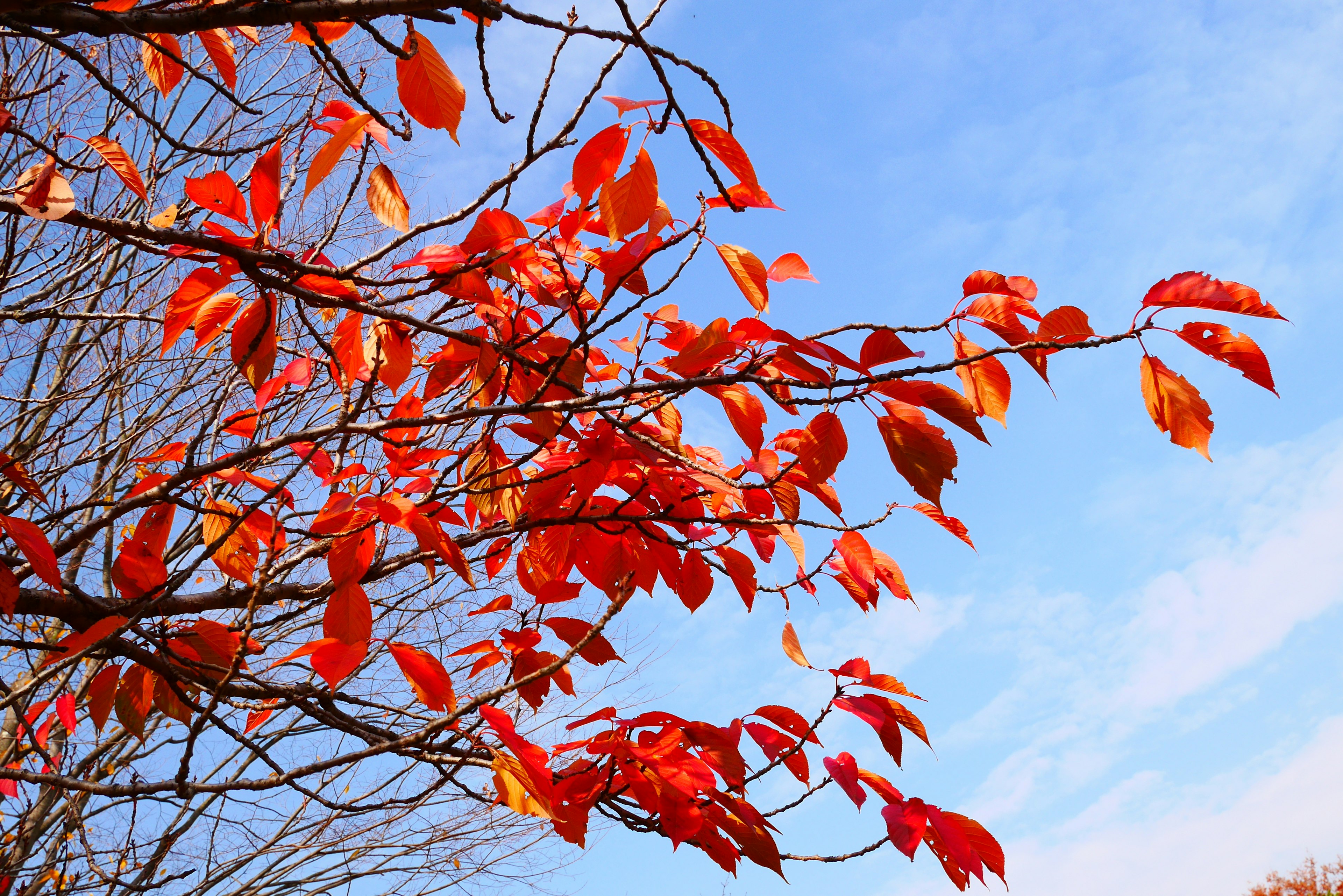 鮮豔的紅葉在樹枝上，背景是藍天