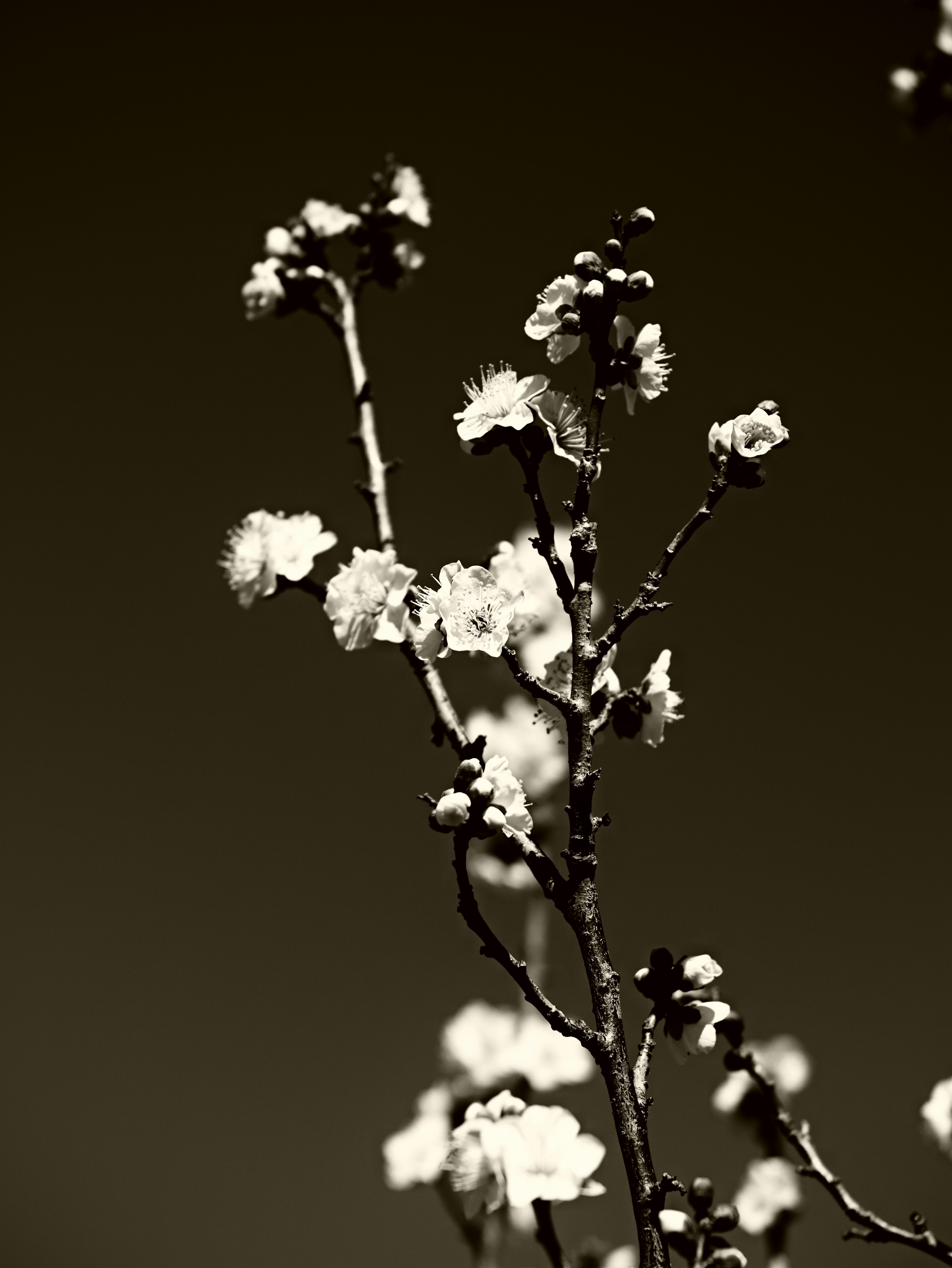 Monochrome image of a branch with white flowers