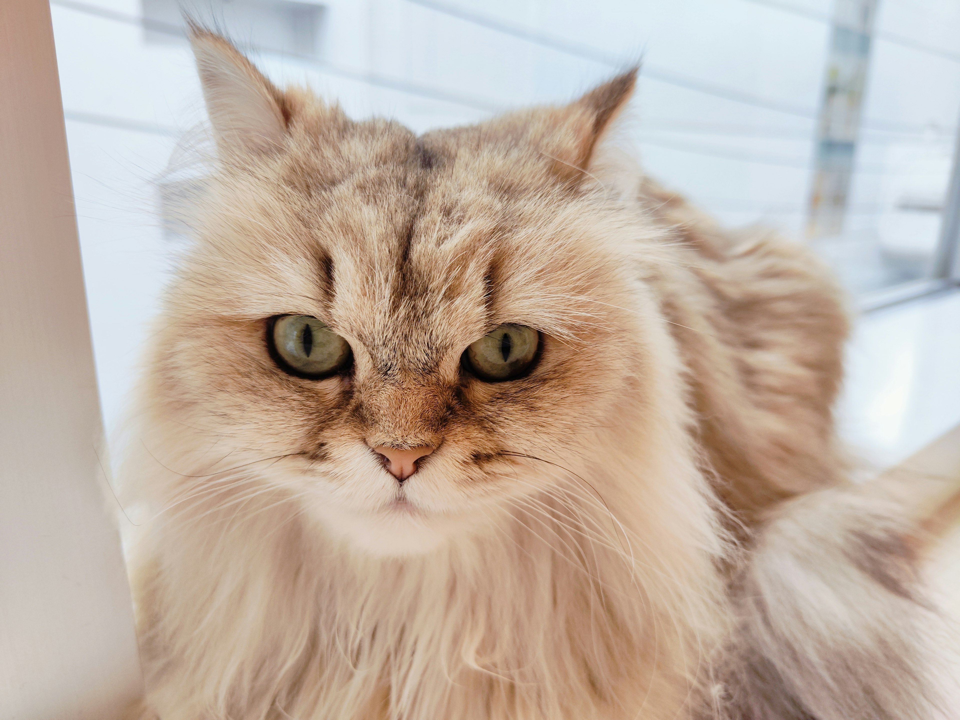 Beautiful long-haired cat looking at the camera