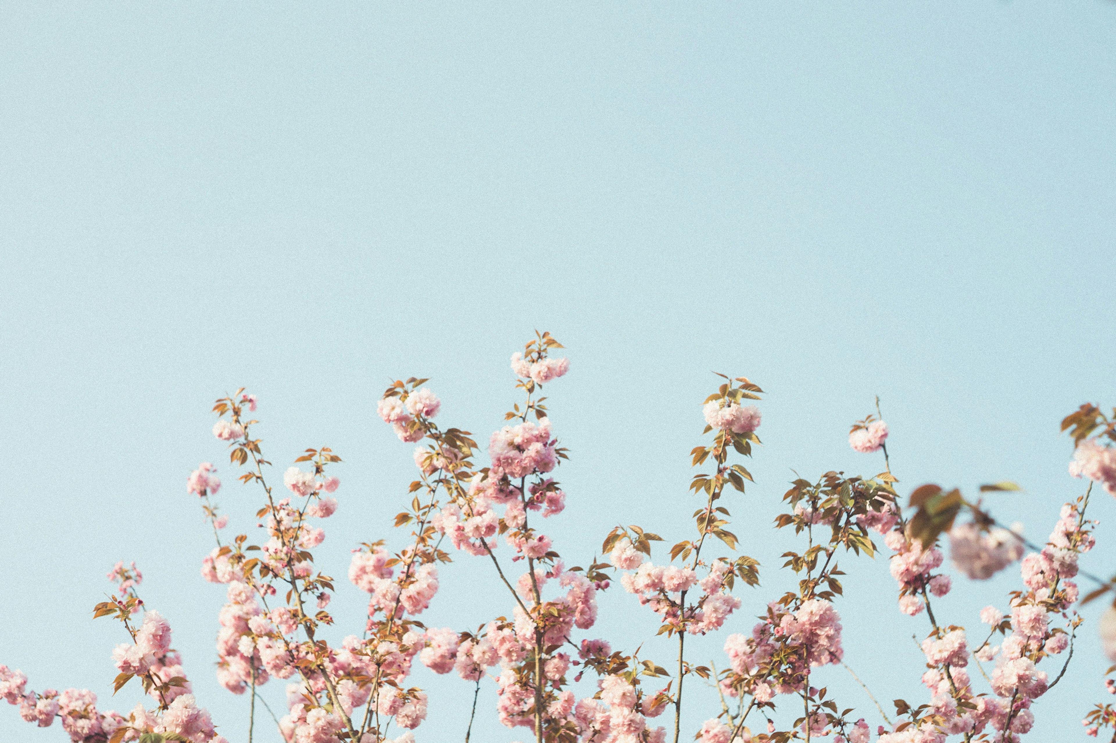 Kedekatan bunga sakura di latar belakang langit biru