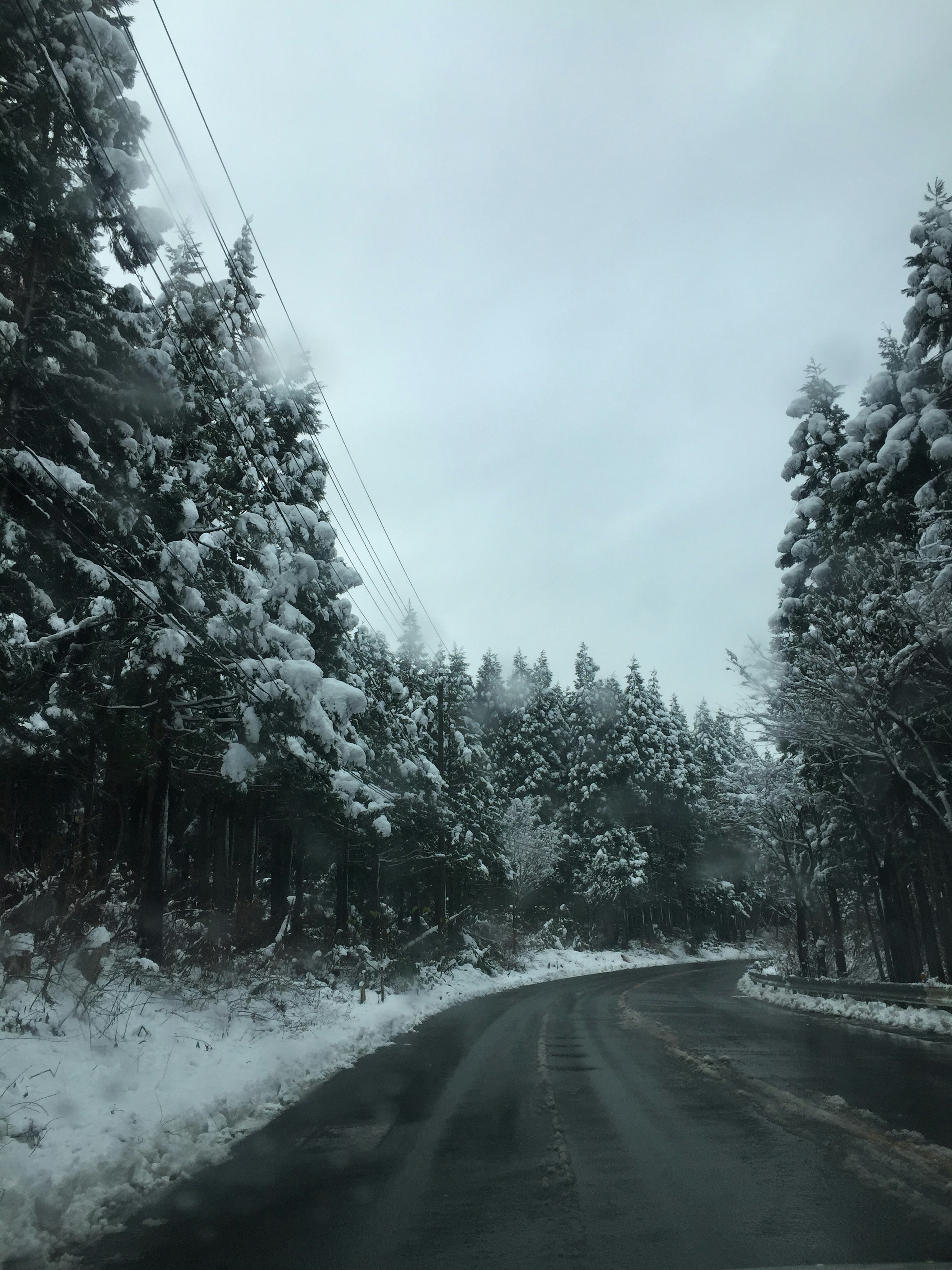 被雪覆蓋的道路與樹木在陰天