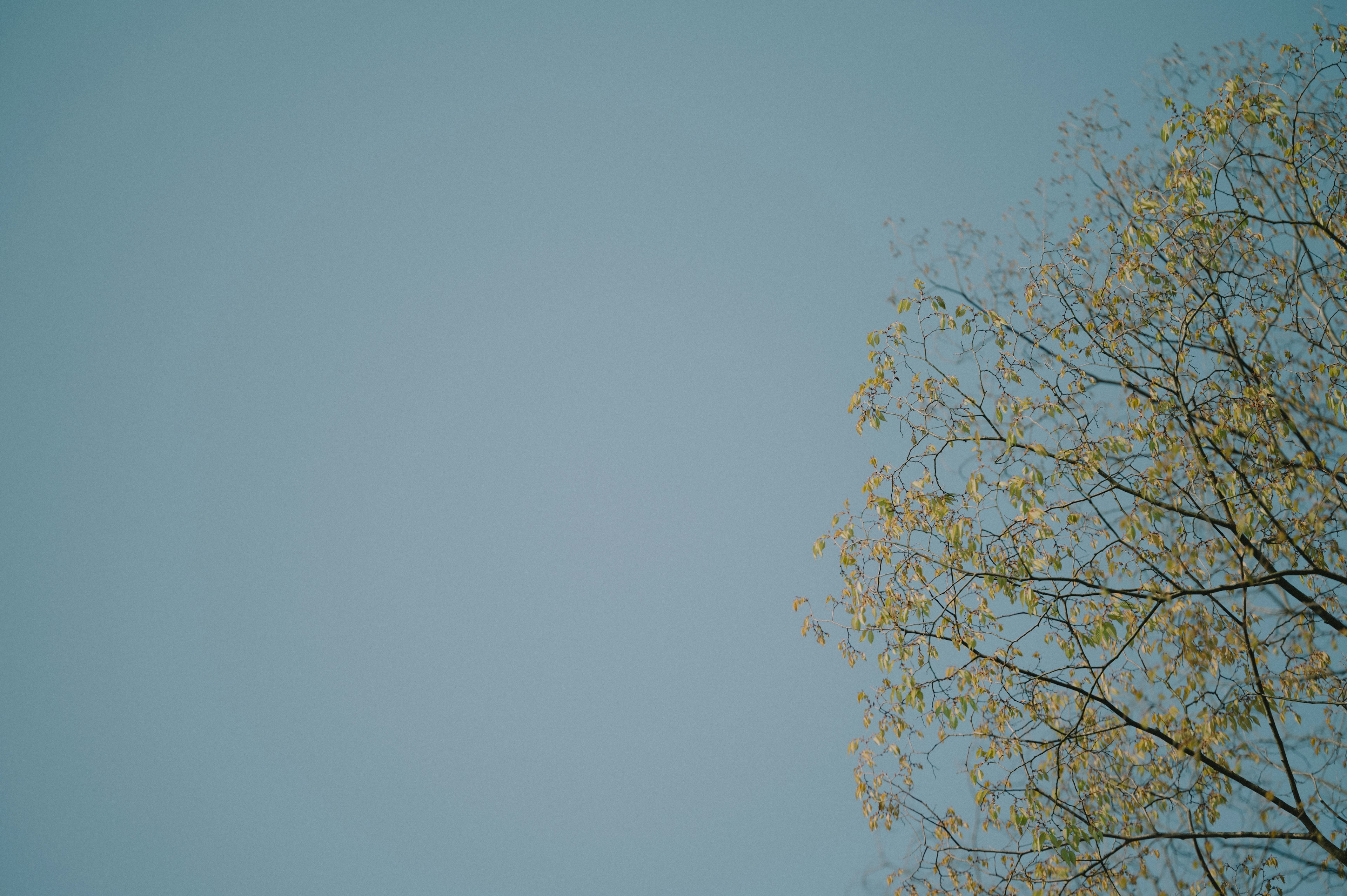 Une scène d'un arbre aux feuilles jaunes contre un ciel bleu