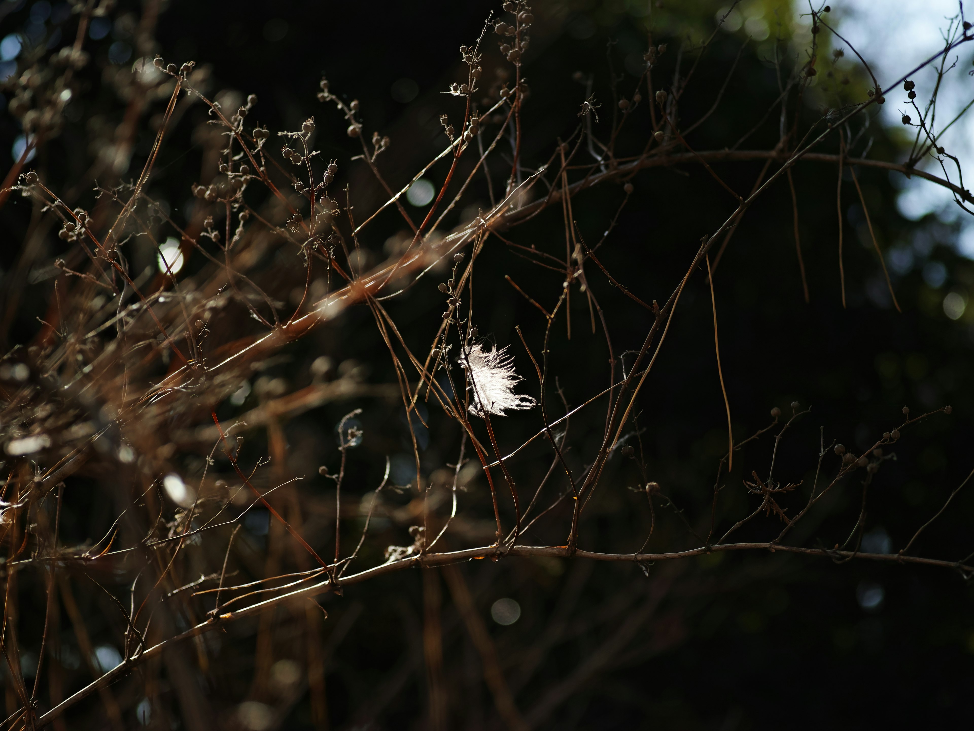 Fins branches avec une plume blanche sur un fond sombre