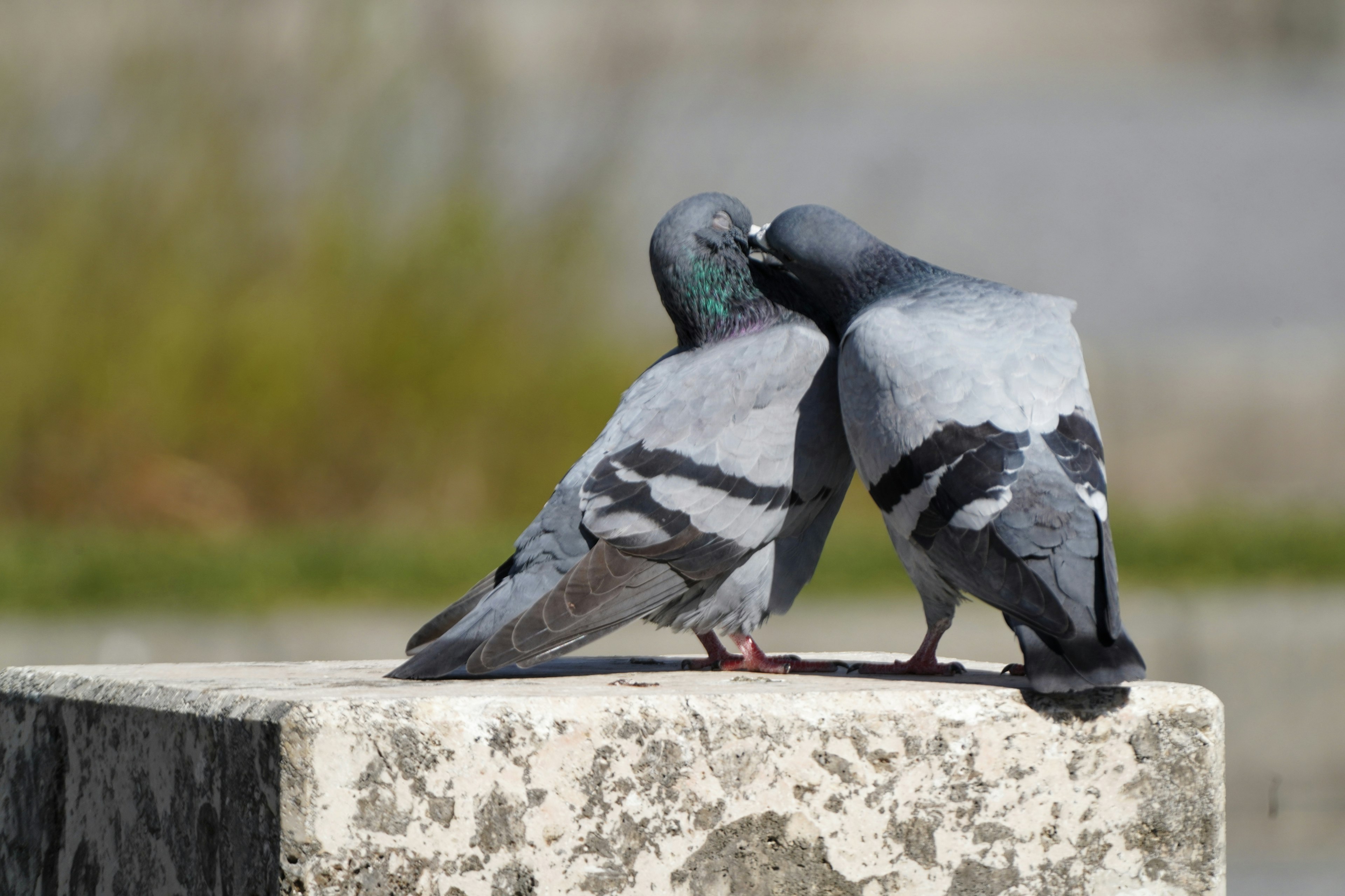 Two pigeons nuzzling on a stone pedestal