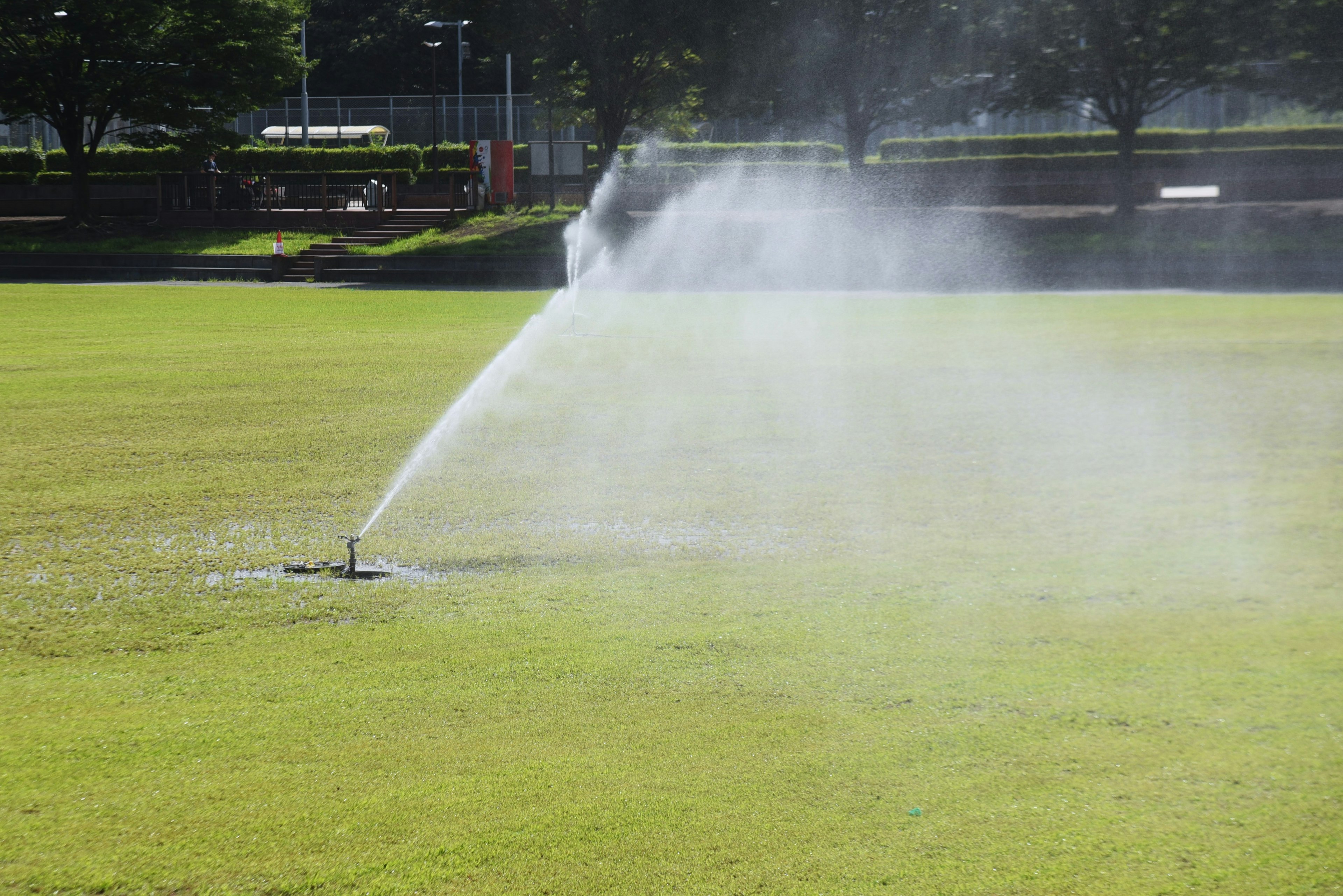 Sprinkler spraying water on lush green grass